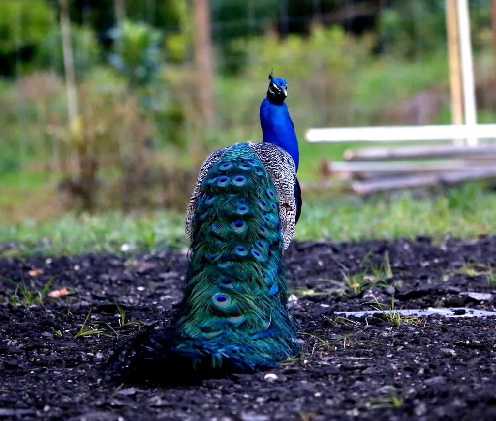 Beautiful Image of Peacocks Photo Argus
