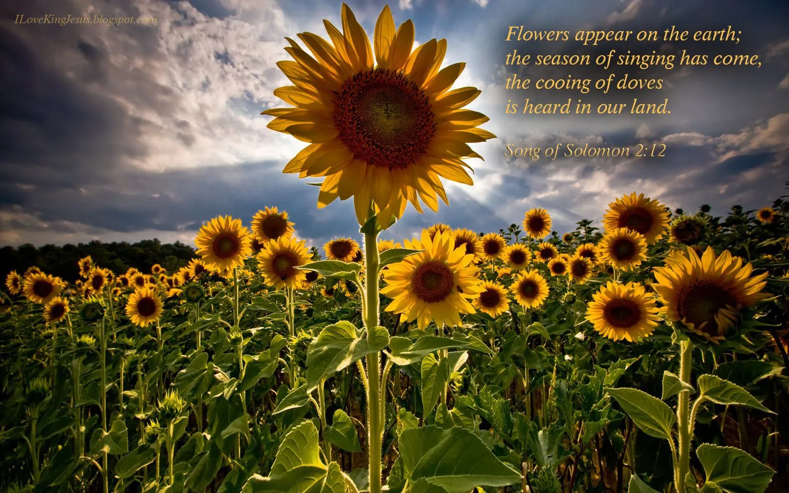 HD Bible Verse Desktop Wallpaper