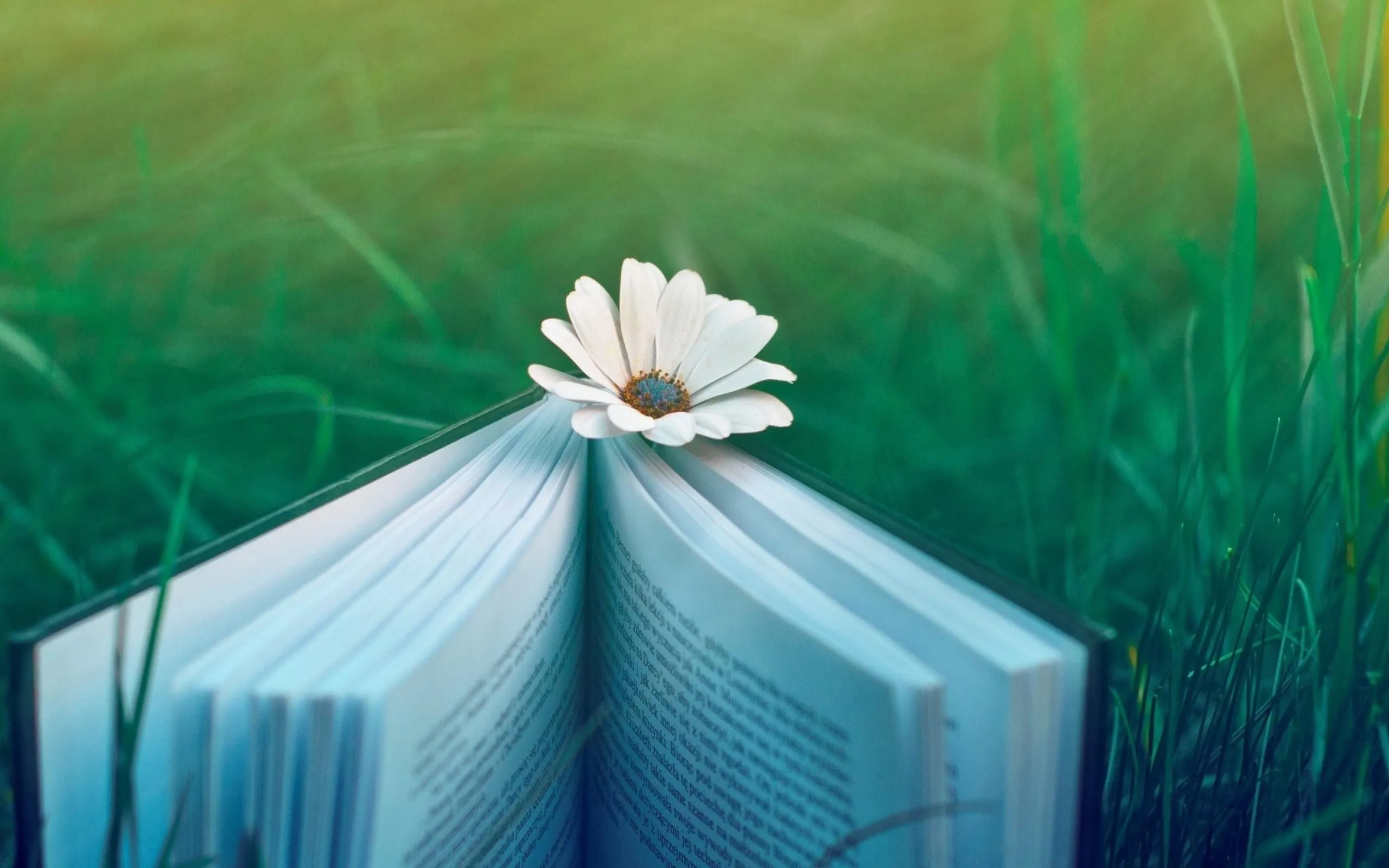Book Flower Lawn Flowers Desktop Wallpaper