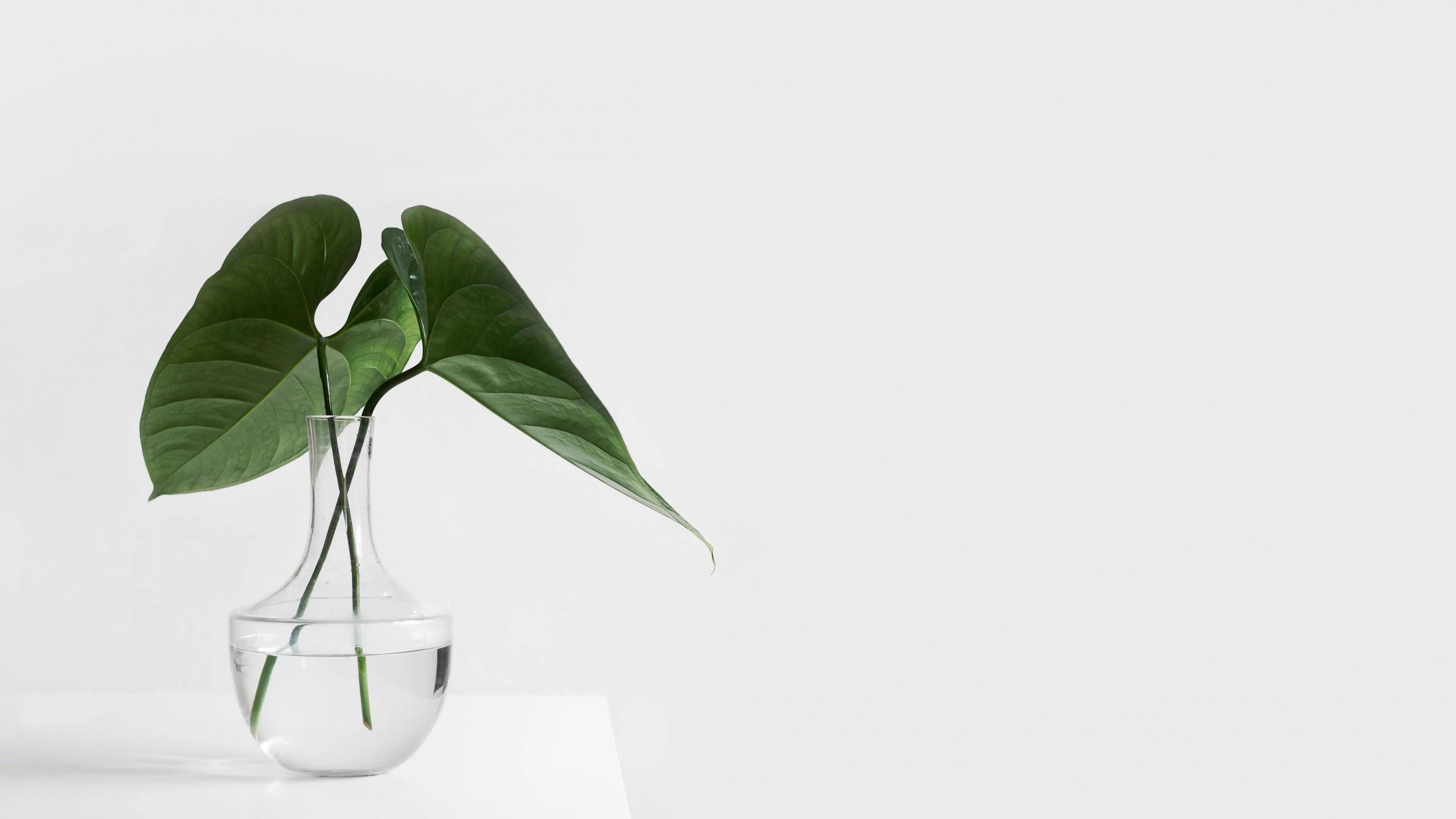 Minimalist Aesthetic Plant in Clear Vase Wallpaper, Android & Desktop Background