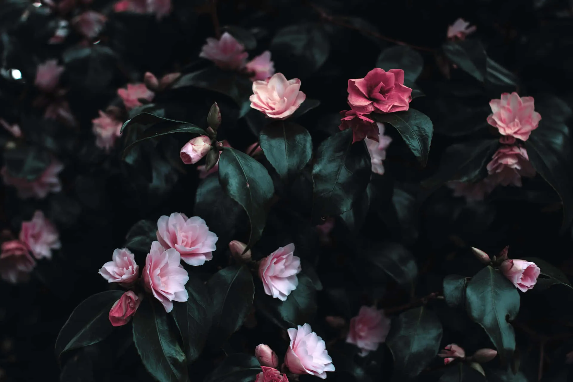 dark-flower-desktop-wallpapers-wallpaper-cave