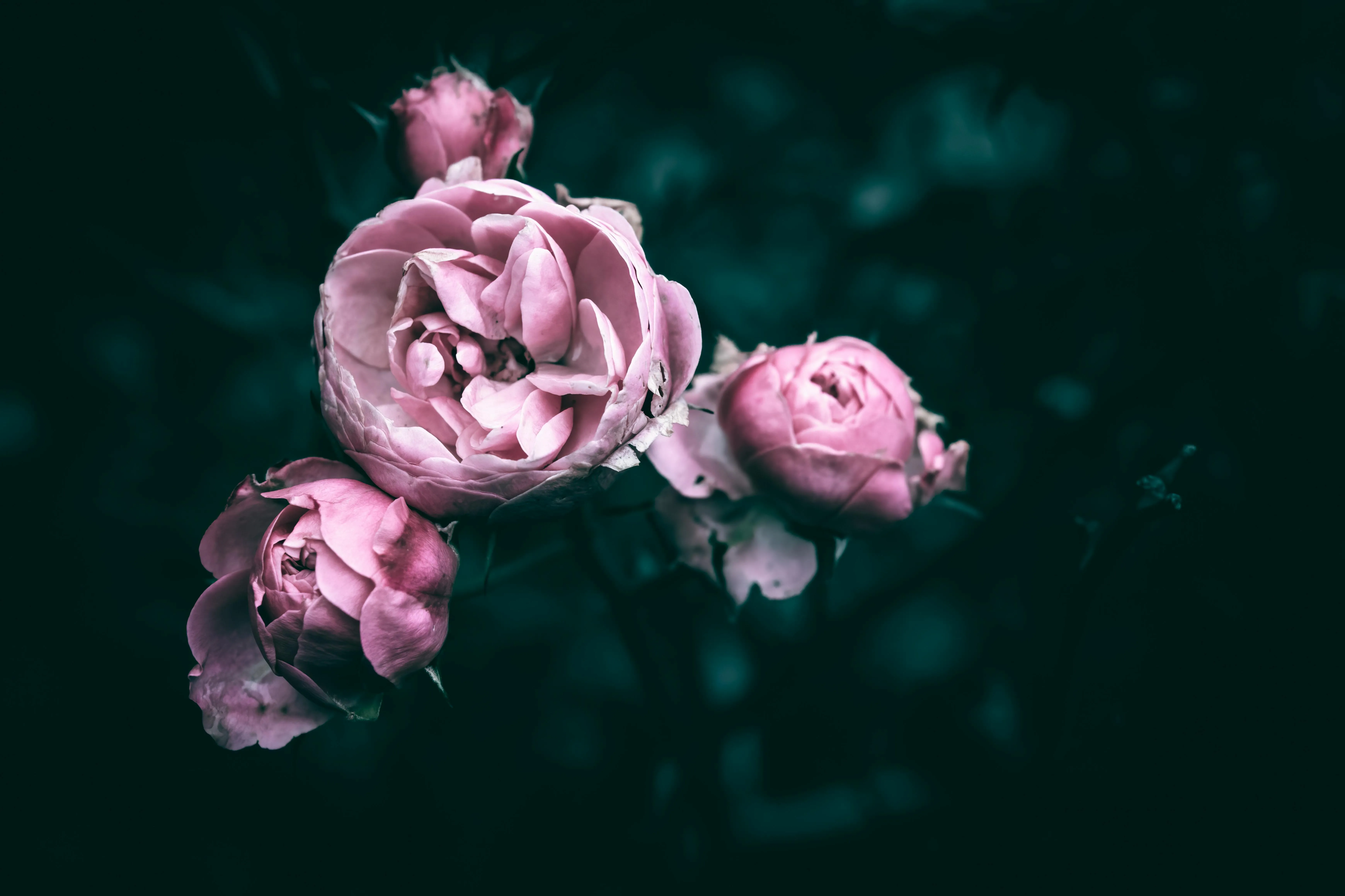 Dark Flowers Photo, Download The BEST Free Dark Flowers & HD Image
