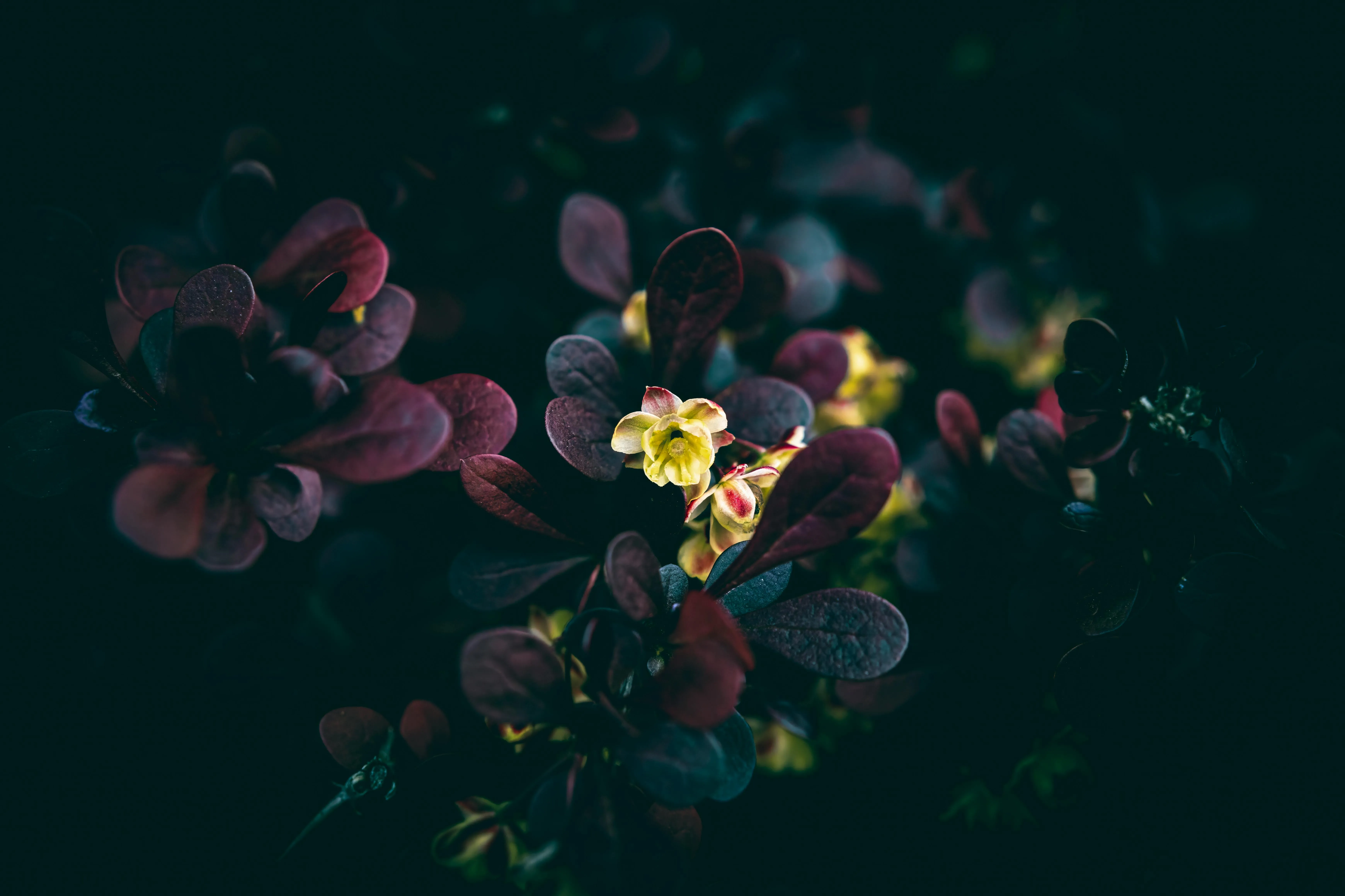 Dark Flower Photo, Download The BEST Free Dark Flower & HD Image