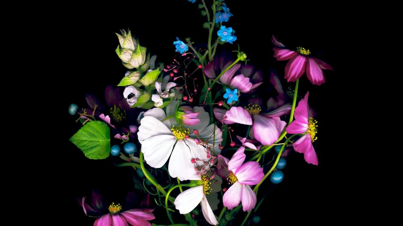 Dark Flower Apple IOS8 IPhone6 Plus HD Wallpaper