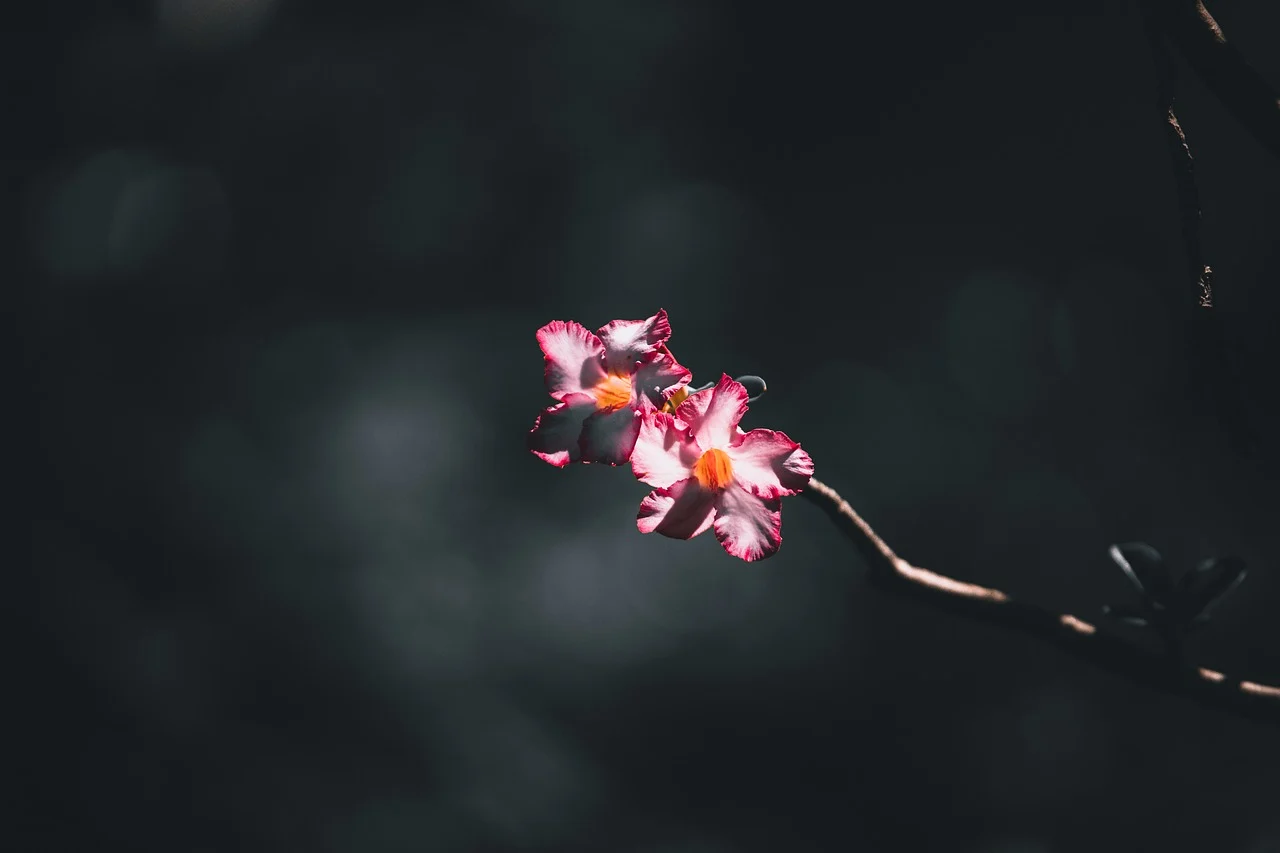 Free Dark Pink Petals & Nature Image