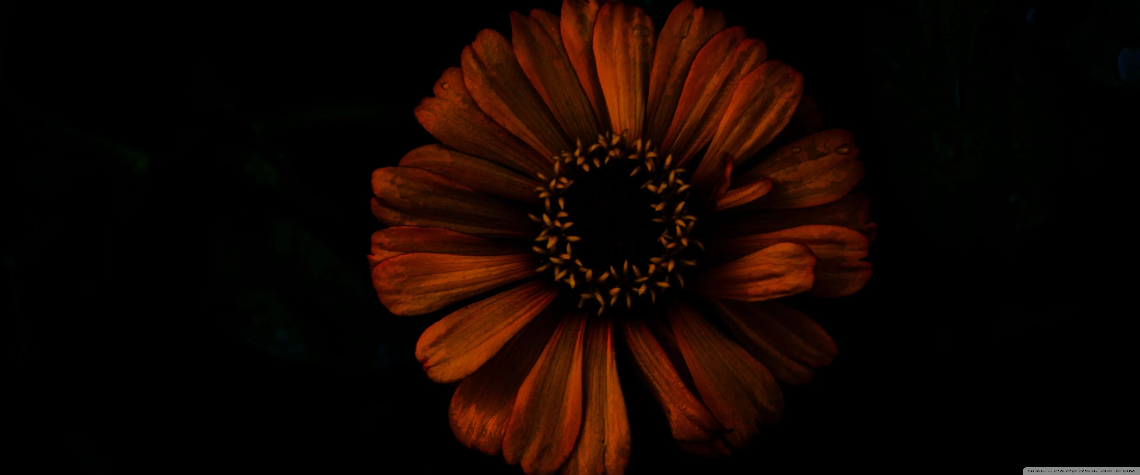 Dark Flower 4K UHD Wallpaper for UltraHD Desktop and TV, Widescreen and UltraWide Display, Dual and Triple Monitor, Smartphone and Tablet Devices
