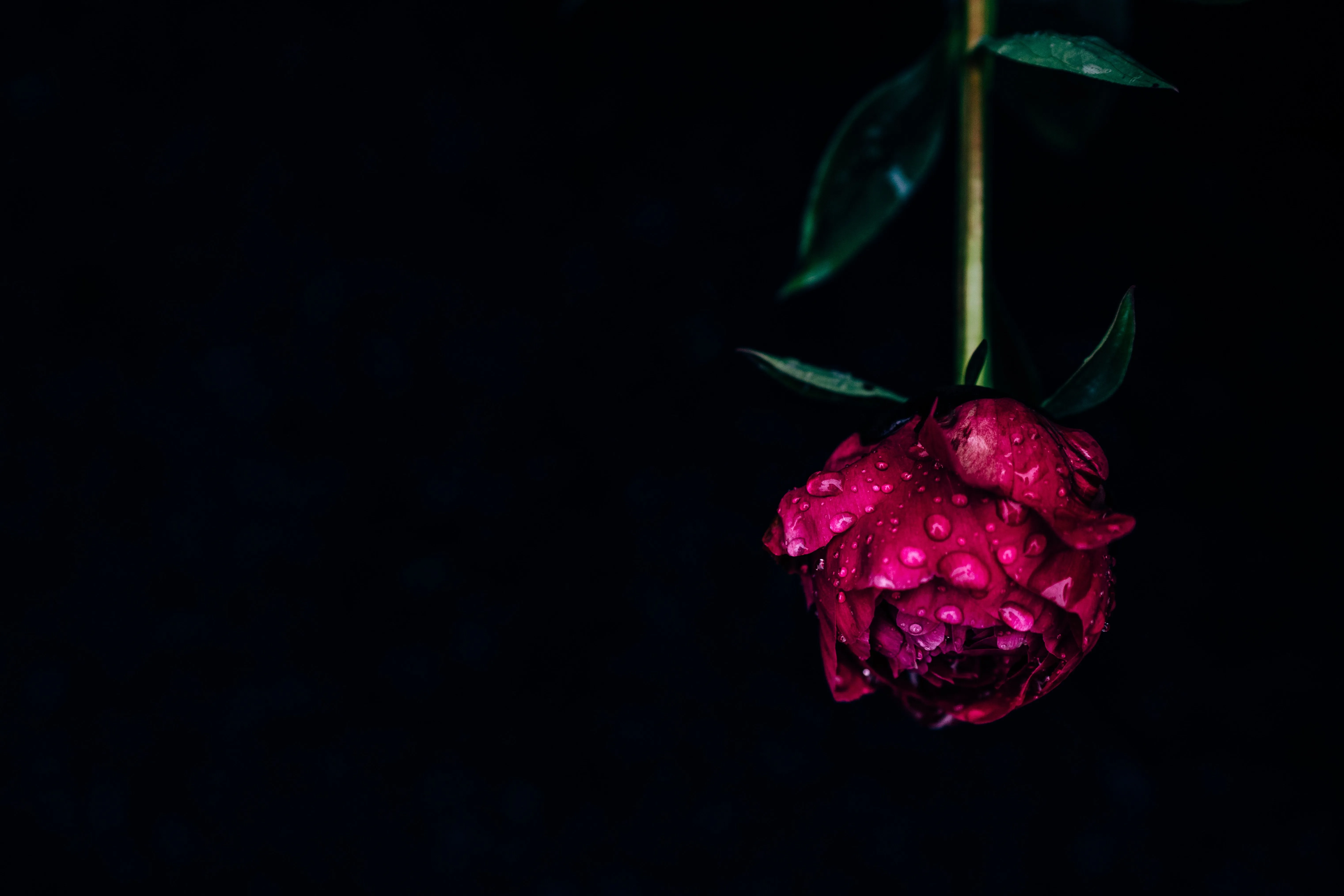 Phone wallpaper: Dew, Dark, Flowers, Pink, Drops, Flower, Wet, Pion, Peony 65589
