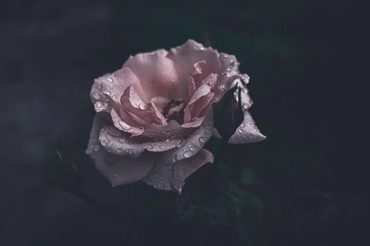 Free Dark Pink Flowers & Nature Image
