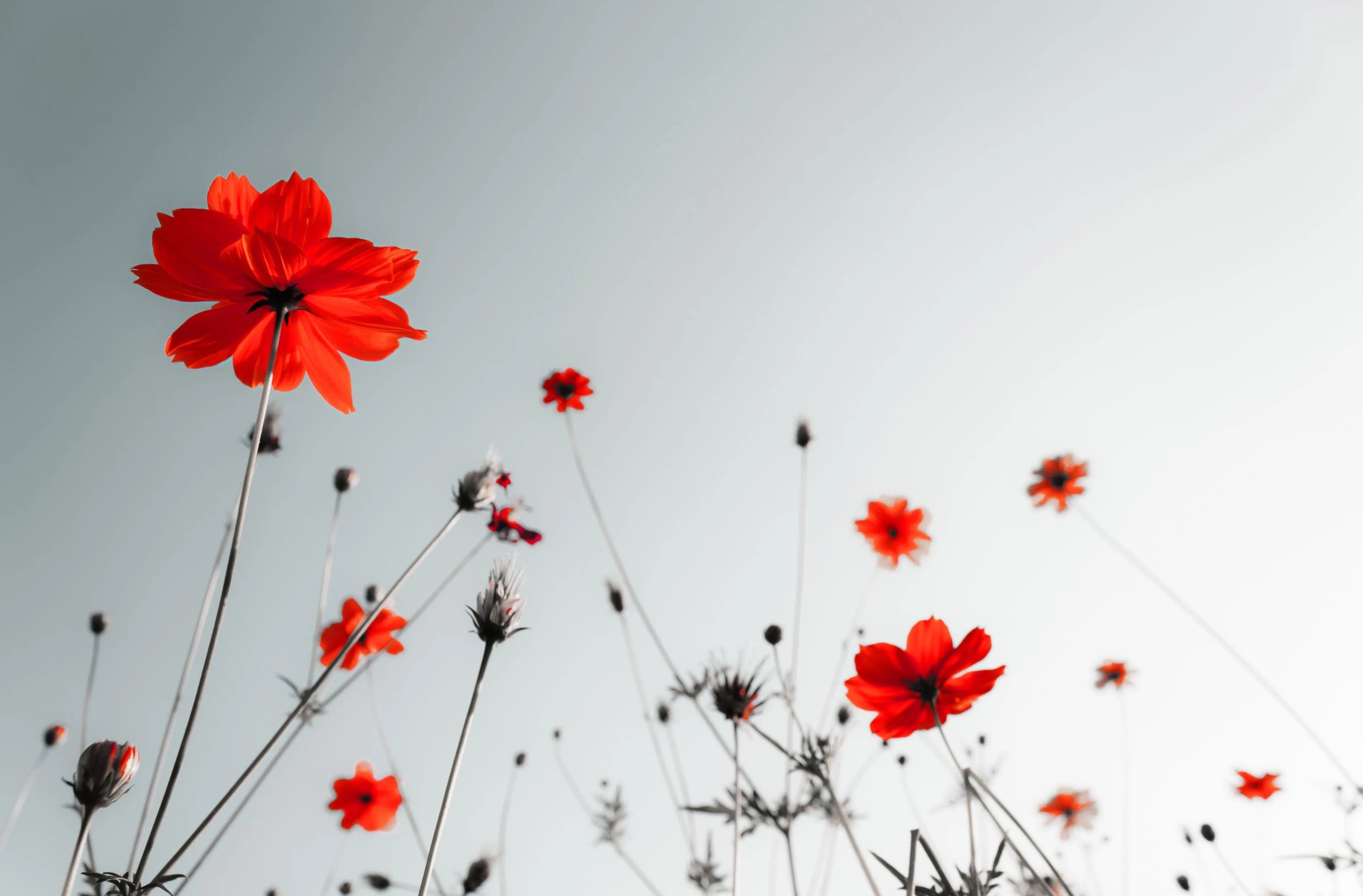 Red And White Desktop Wallpapers - Wallpaper Cave