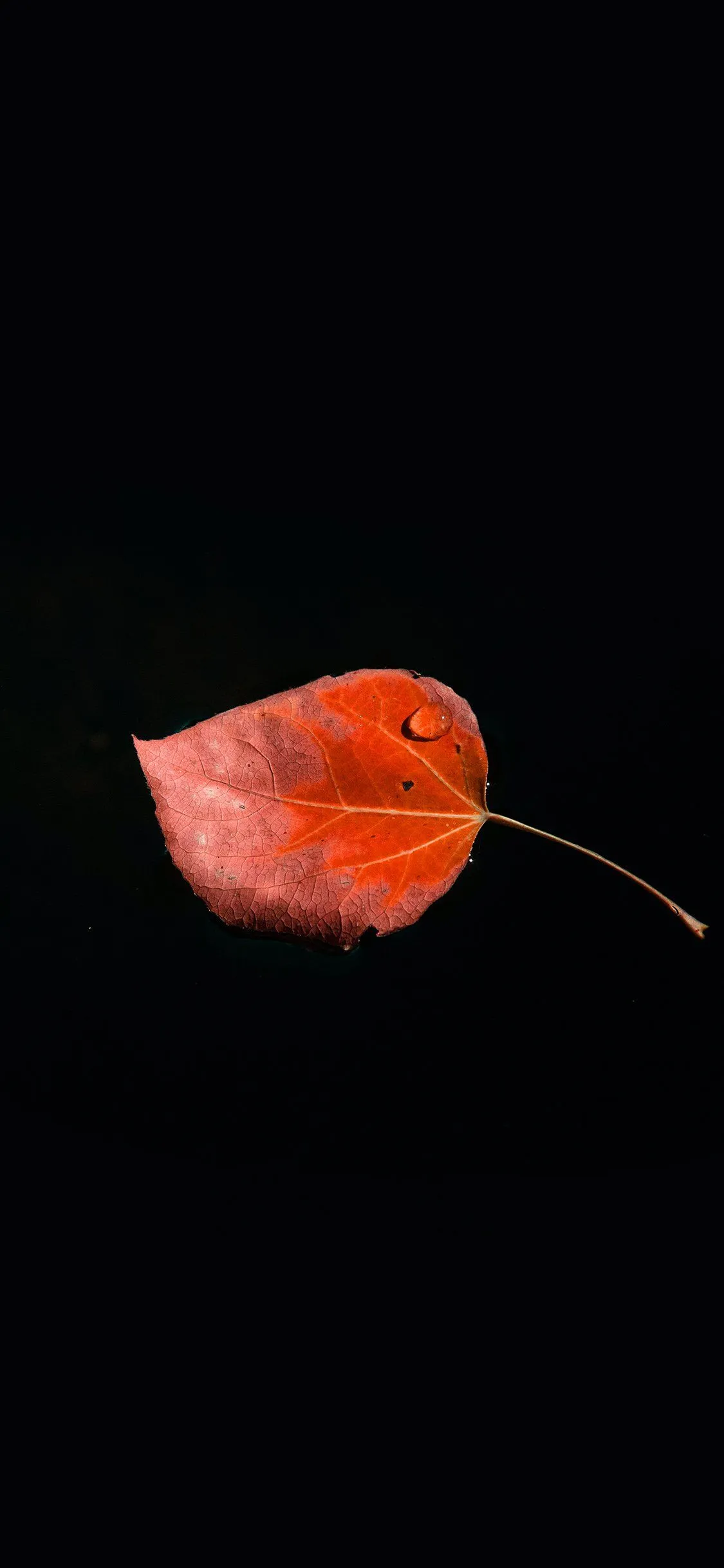 Single Leaf Minimal Dark Nature Red iPhone Wallpaper
