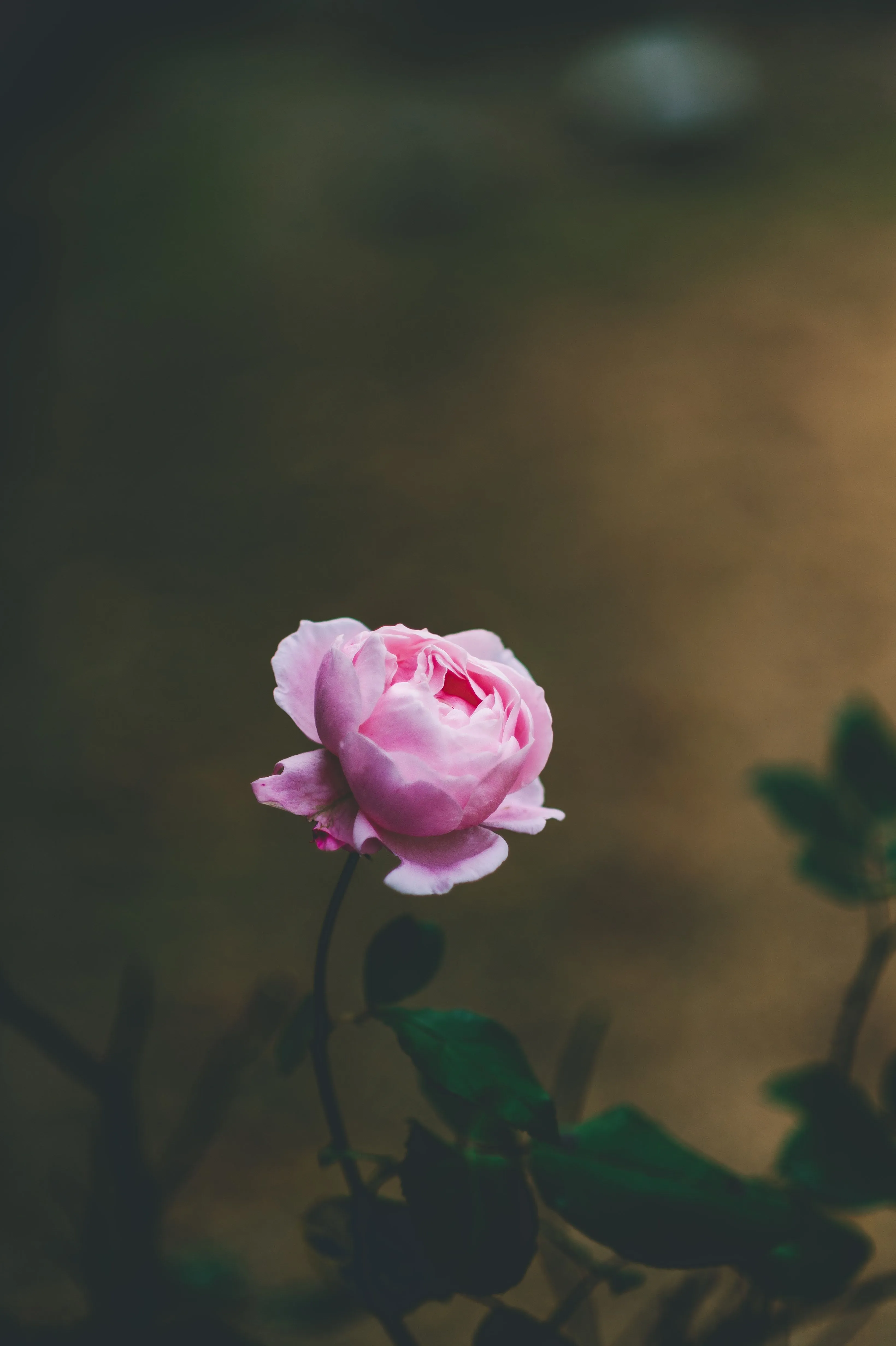 Free Light Pink 4K Wallpaper & Desktop HD Background for PC