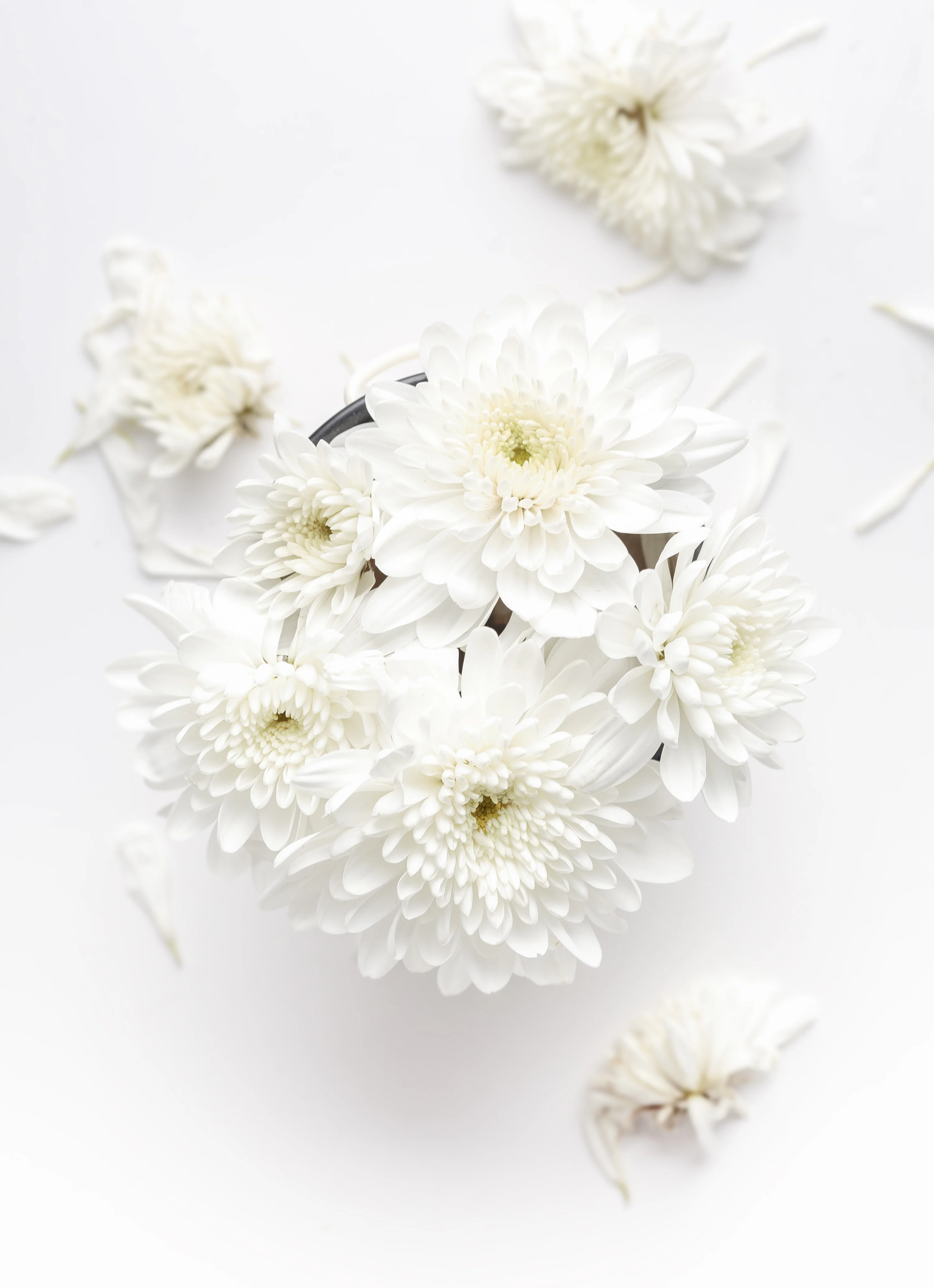 Flower White Picture. Download Free Image