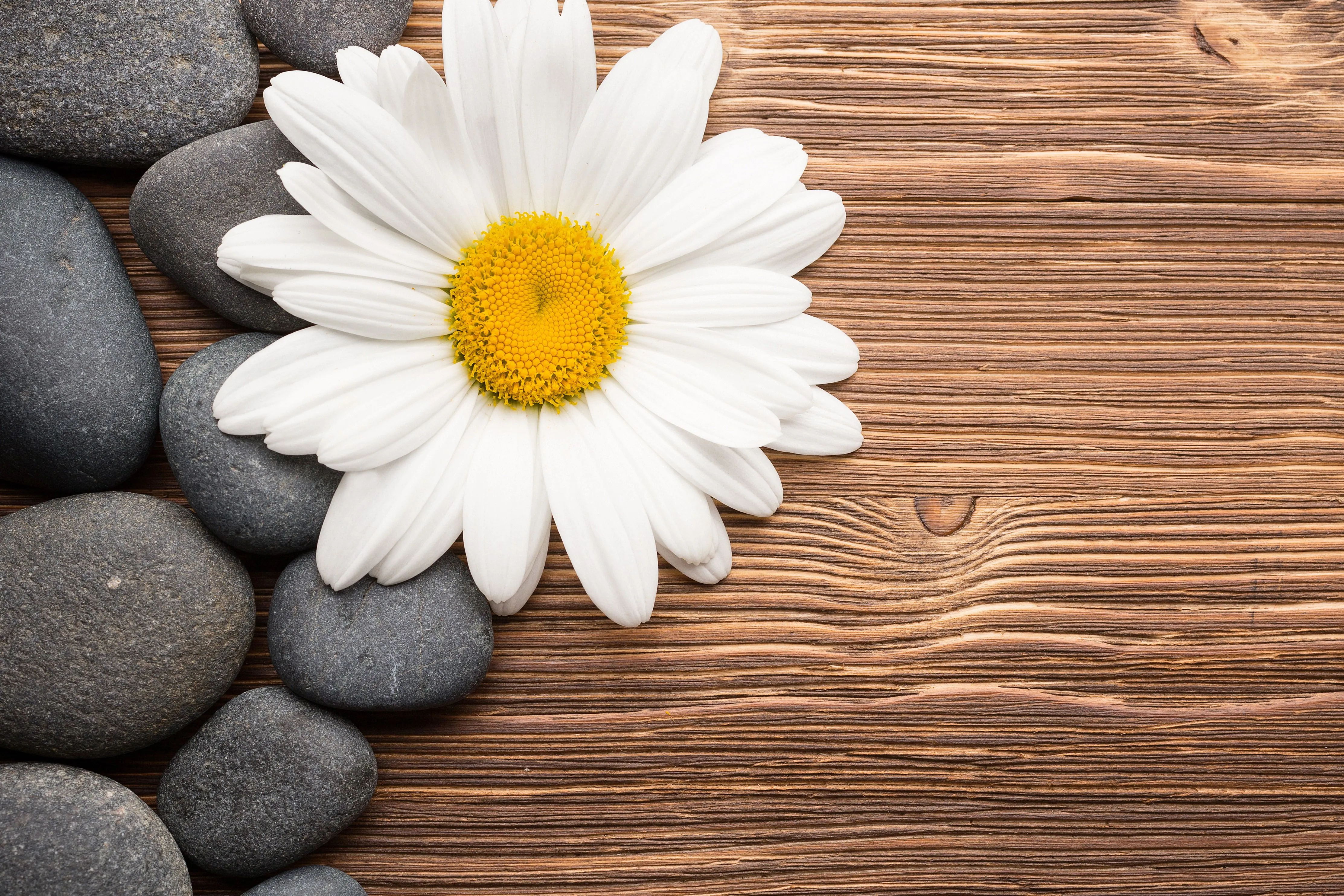 Camomiles Stones White Flower Wallpaper, HD Flowers 4K Wallpaper, Image and Background