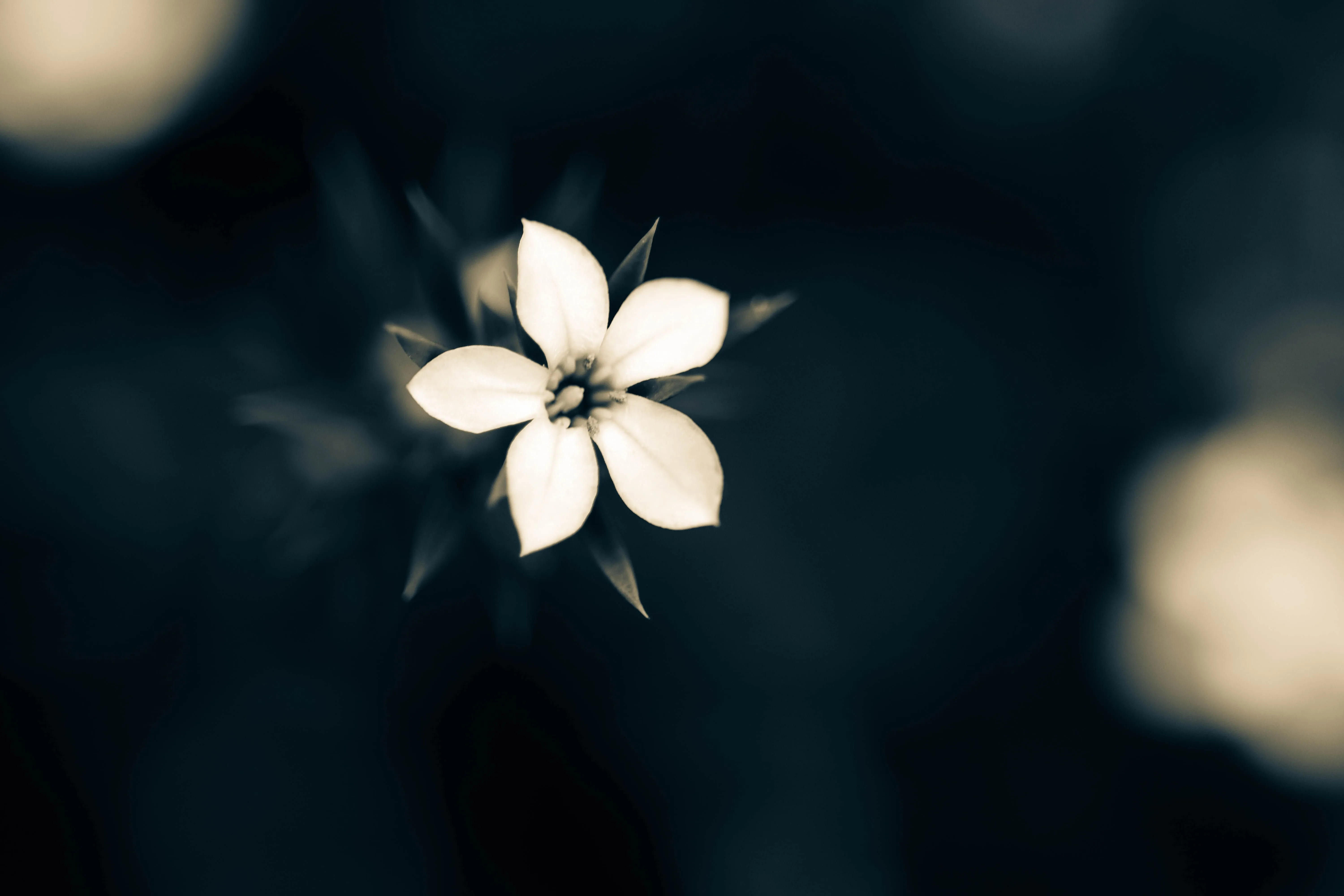 Macro White Flower Plant Wallpaper, HD Flowers 4K Wallpaper, Image and Background