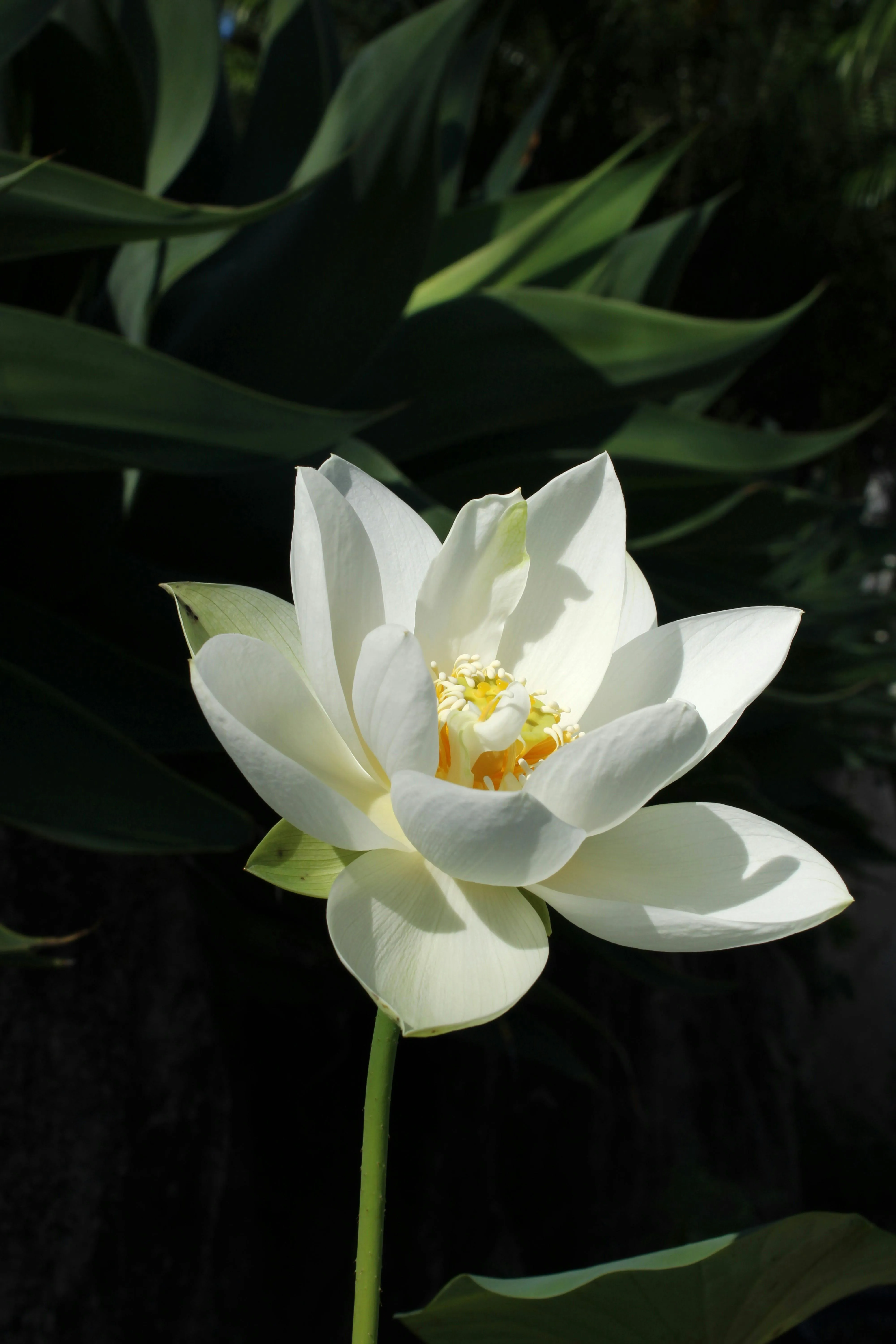 White Flower Photo, Download The BEST Free White Flower & HD Image