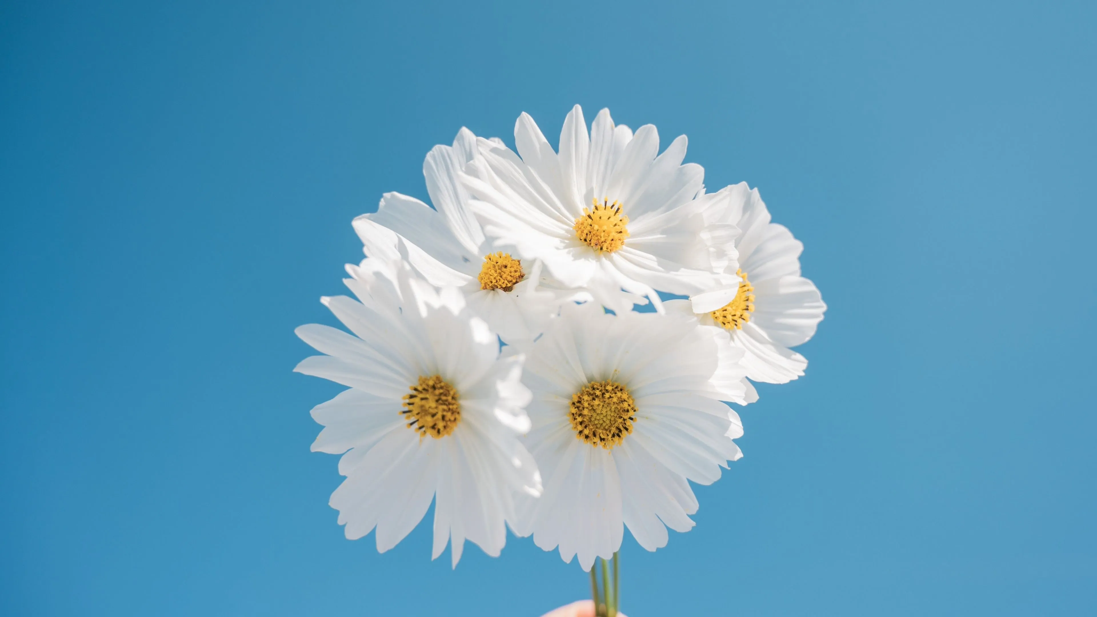 Daisy flowers Wallpaper 4K, Blue sky, Aesthetic, White daisy