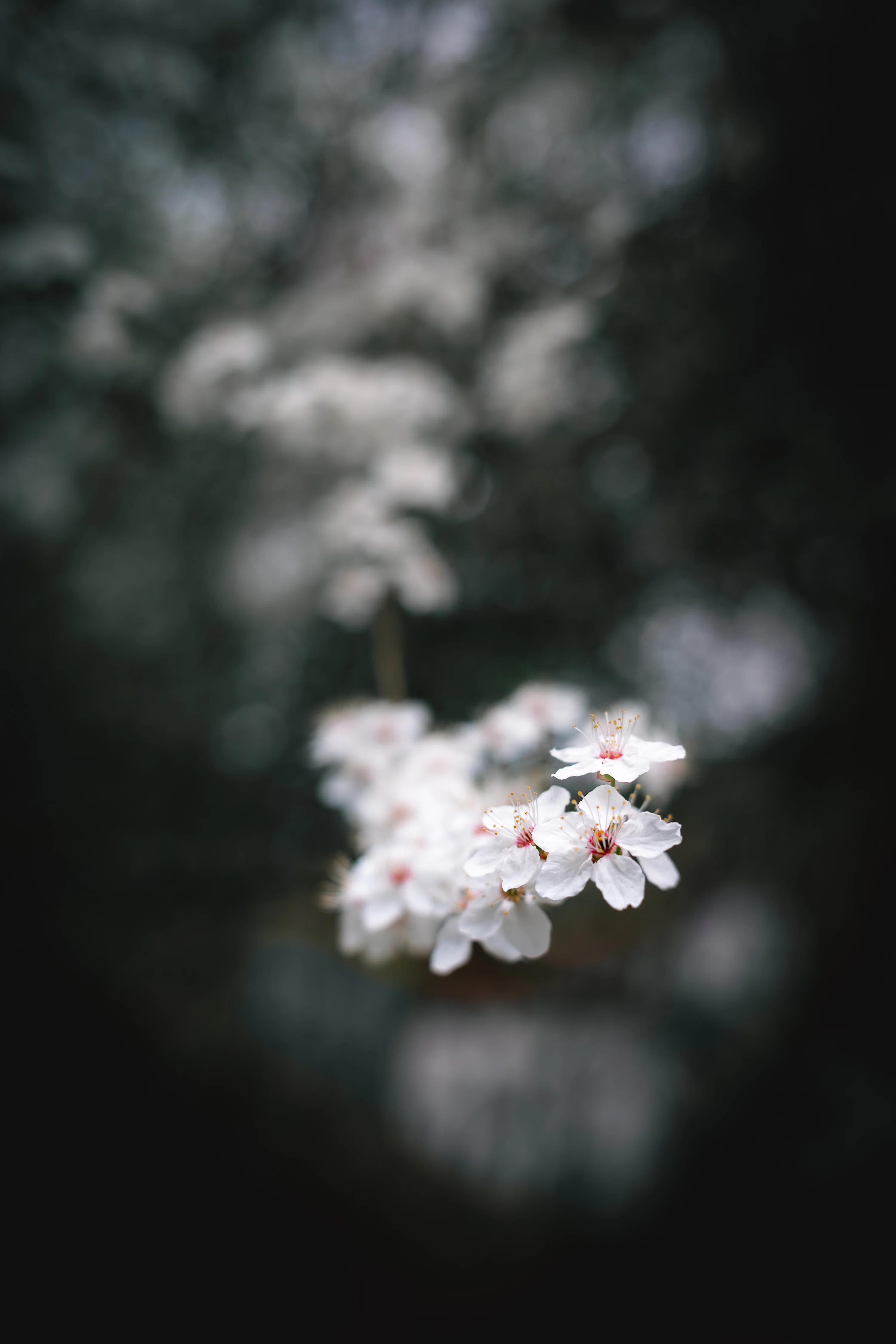 A bunch of white flowers in the middle of a forest photo