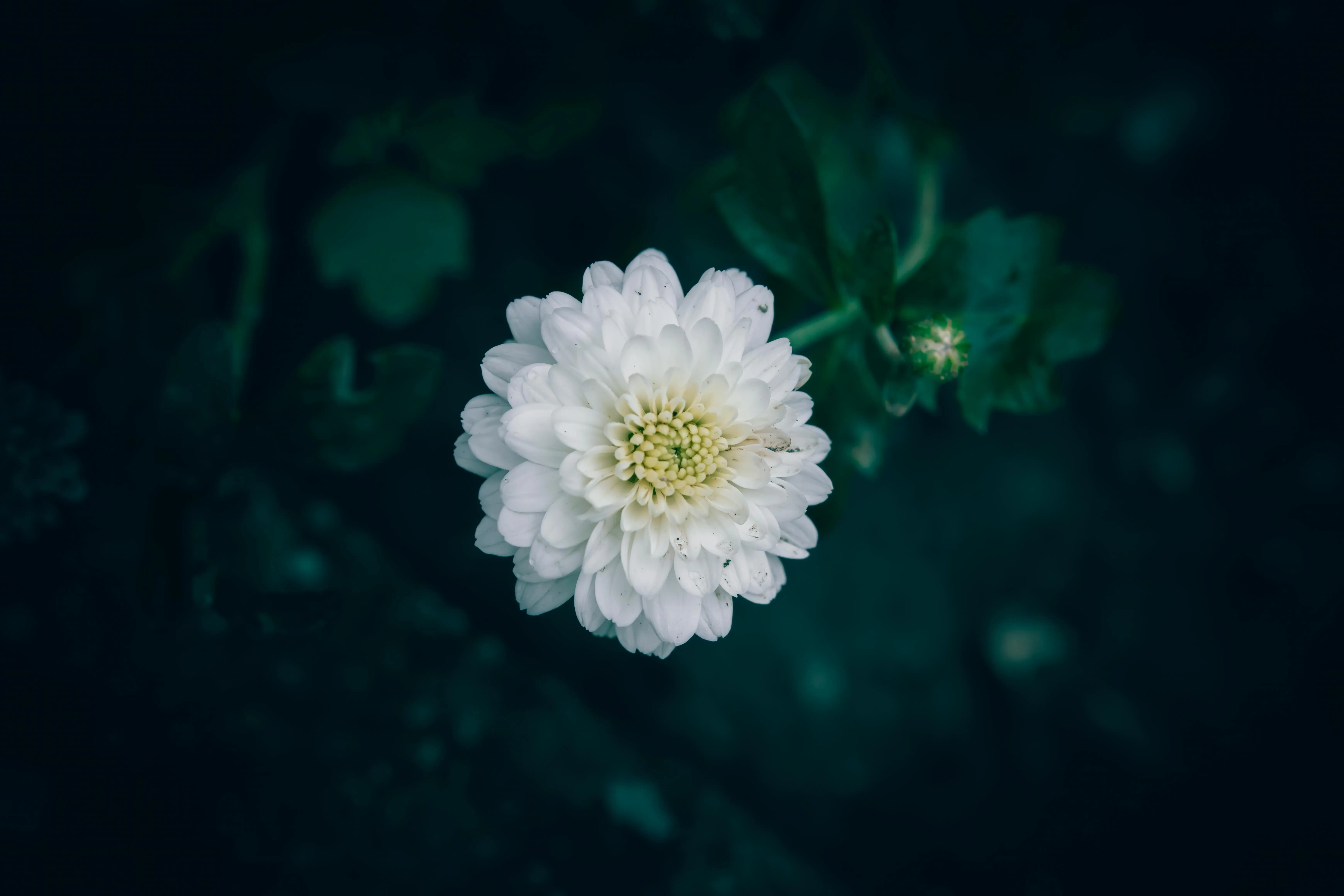 White Flower Photo, Download The BEST Free White Flower & HD Image