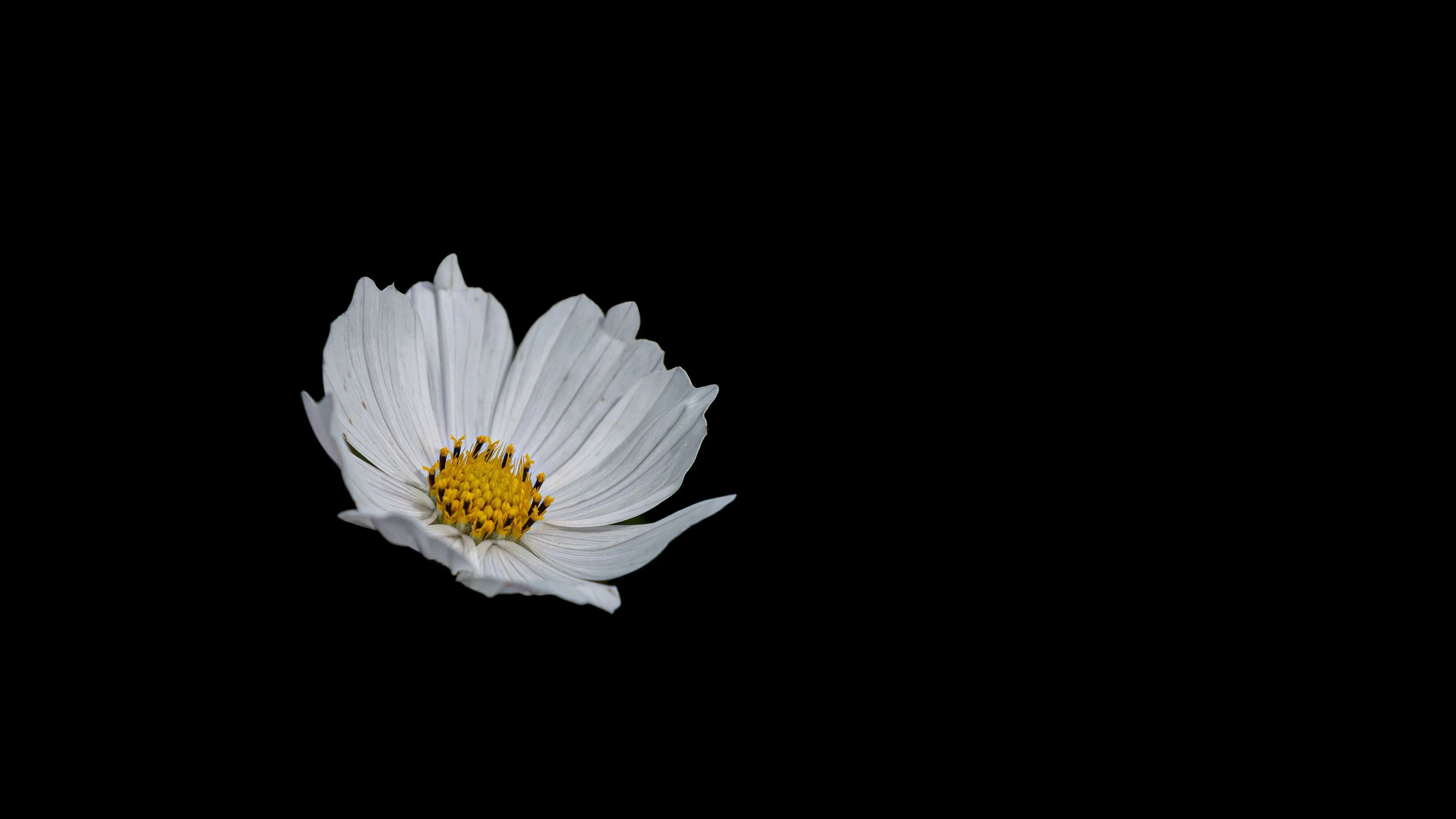 Download wallpaper 3840x2160 flower, white, minimalism, black background 4k uhd 16:9 HD background