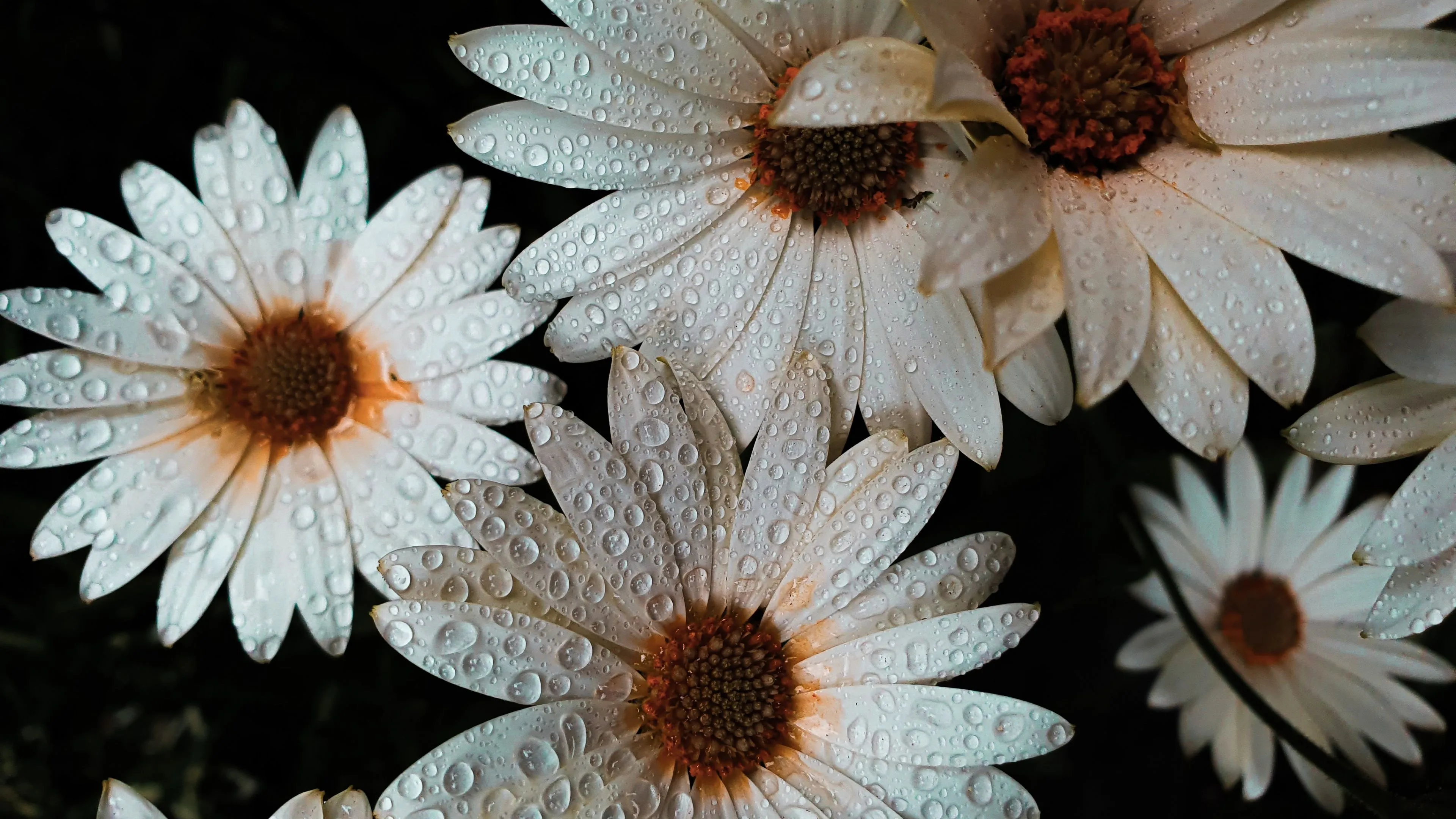 Daisy flowers Wallpaper 4K, White flowers, Dew Drops