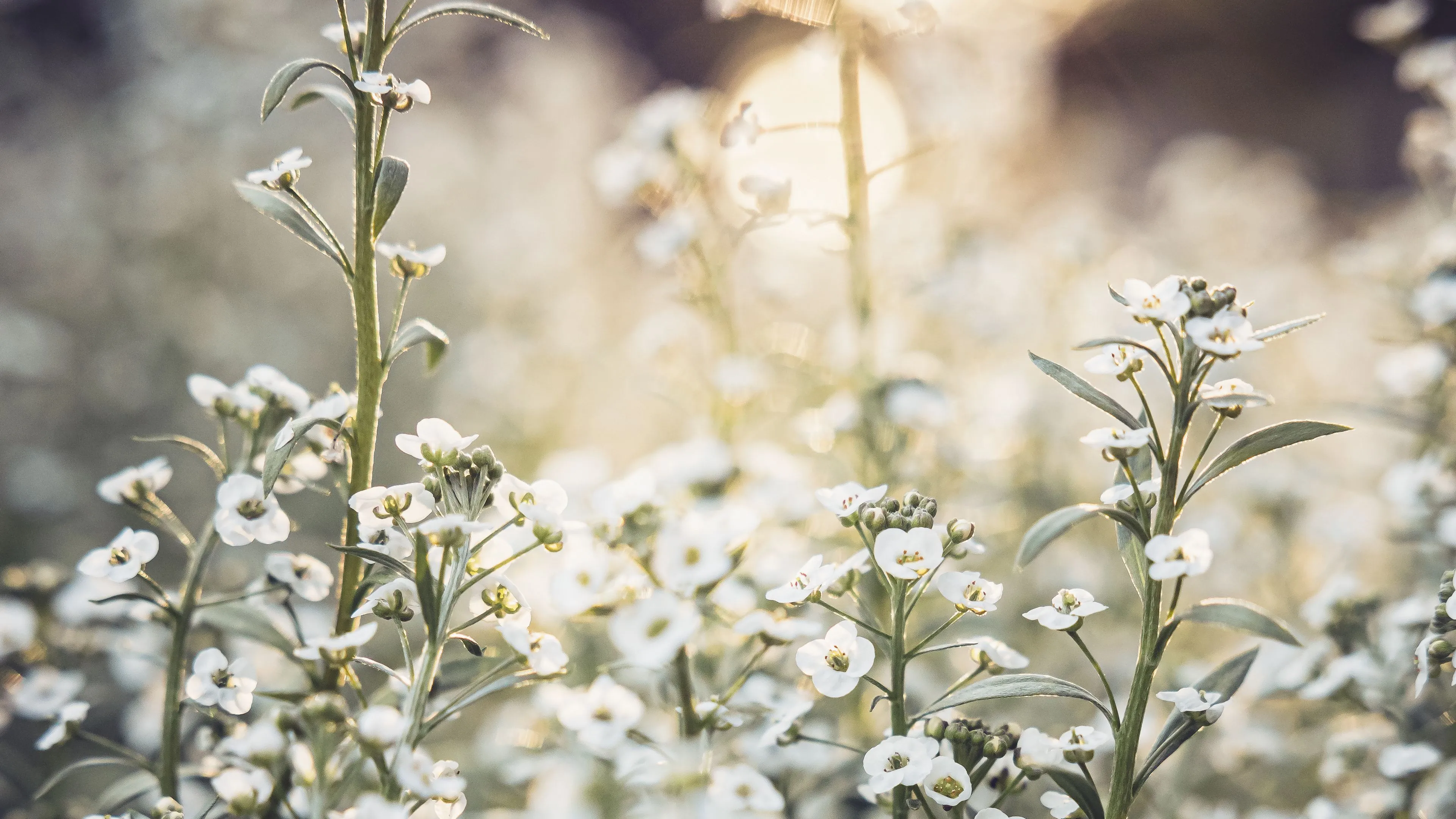 Download wallpaper 3840x2160 flowers, wild flowers, petals, plants, white 4k uhd 16:9 HD background