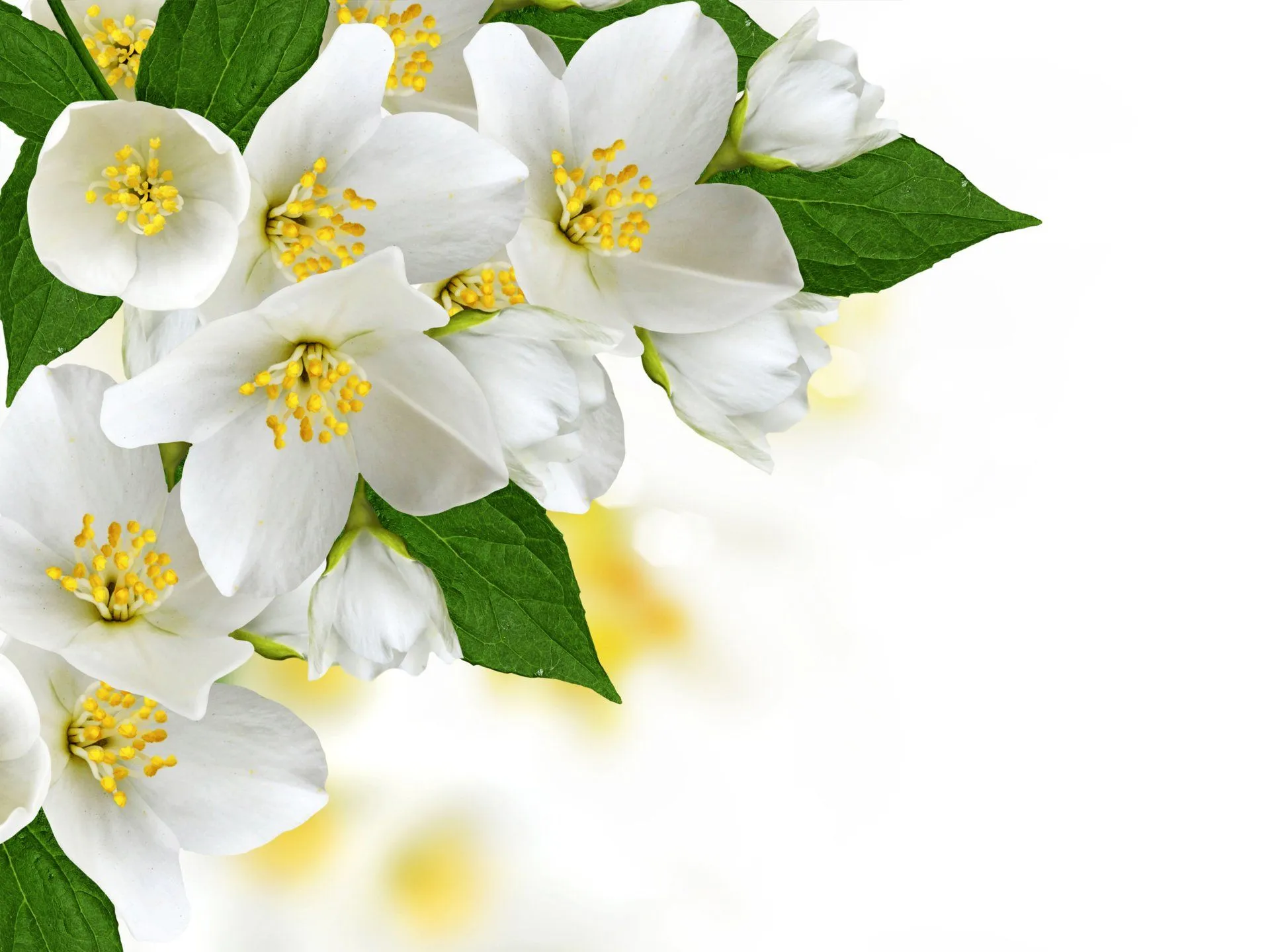 4K Ultra HD White Apple Blossom