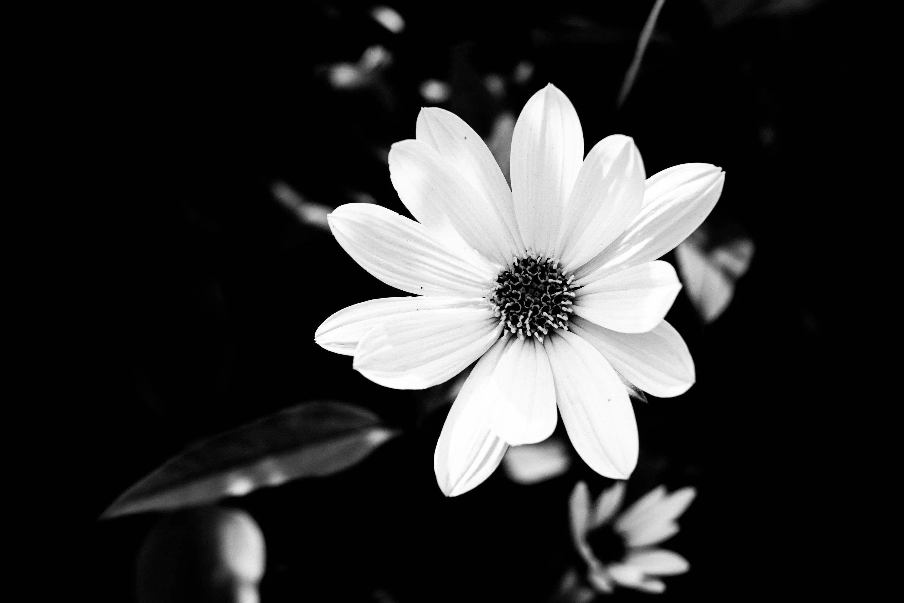 Grayscale photo of white daisy photo