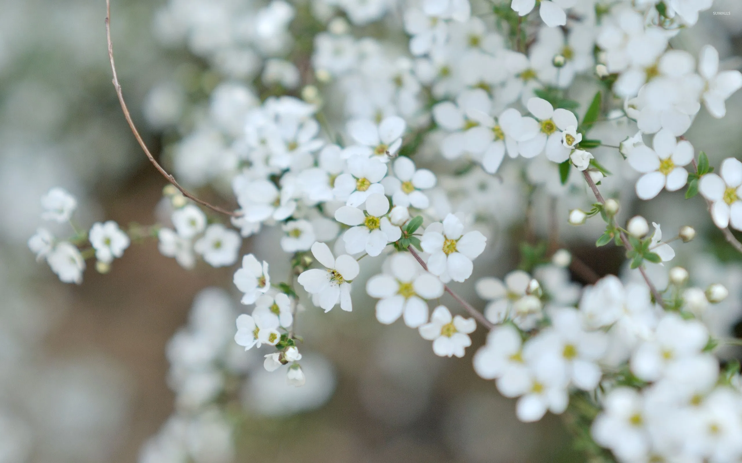 White blossoms [4] wallpaper wallpaper