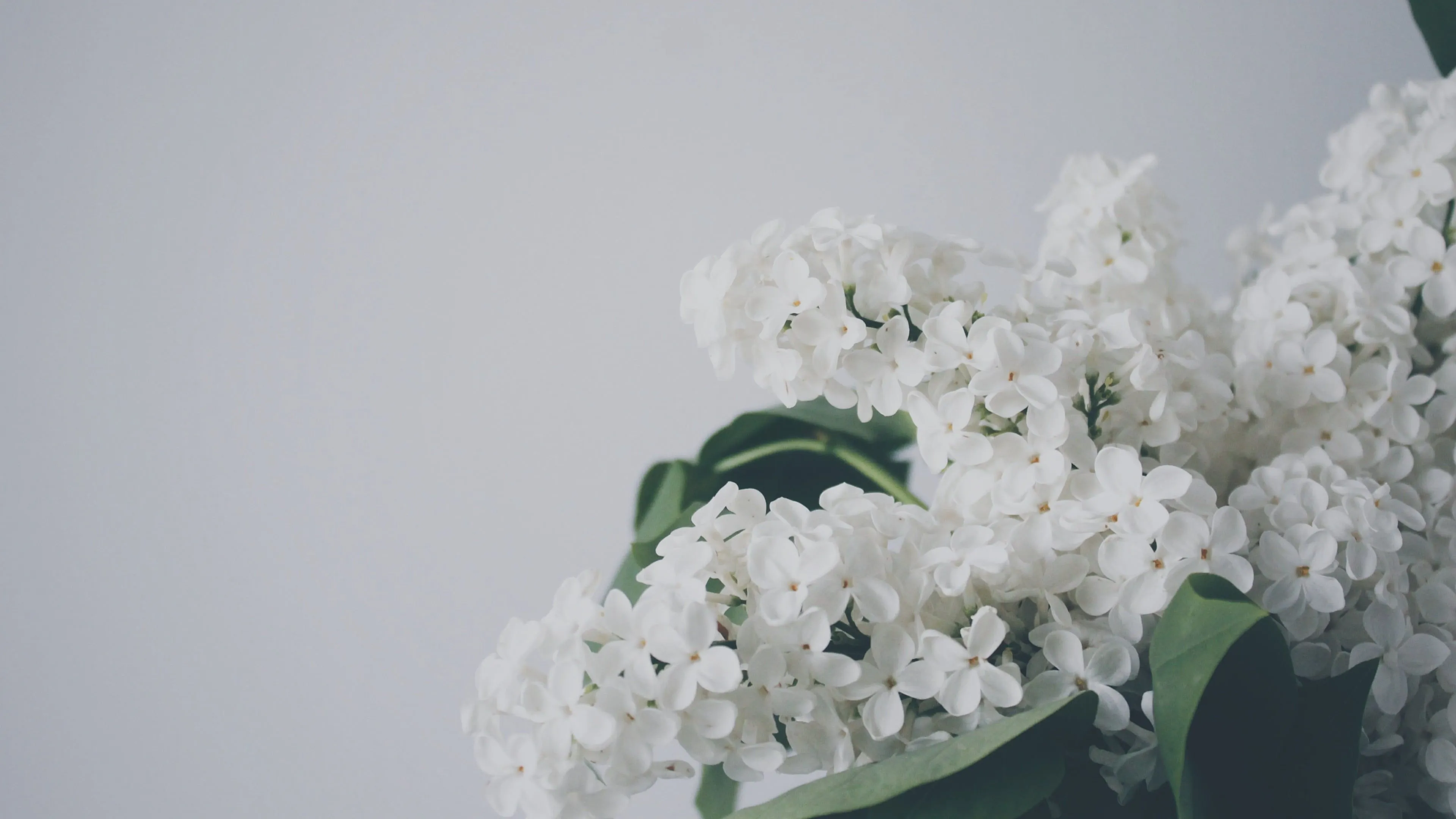 White hydrangea flower, leaves, white flowers HD wallpaper