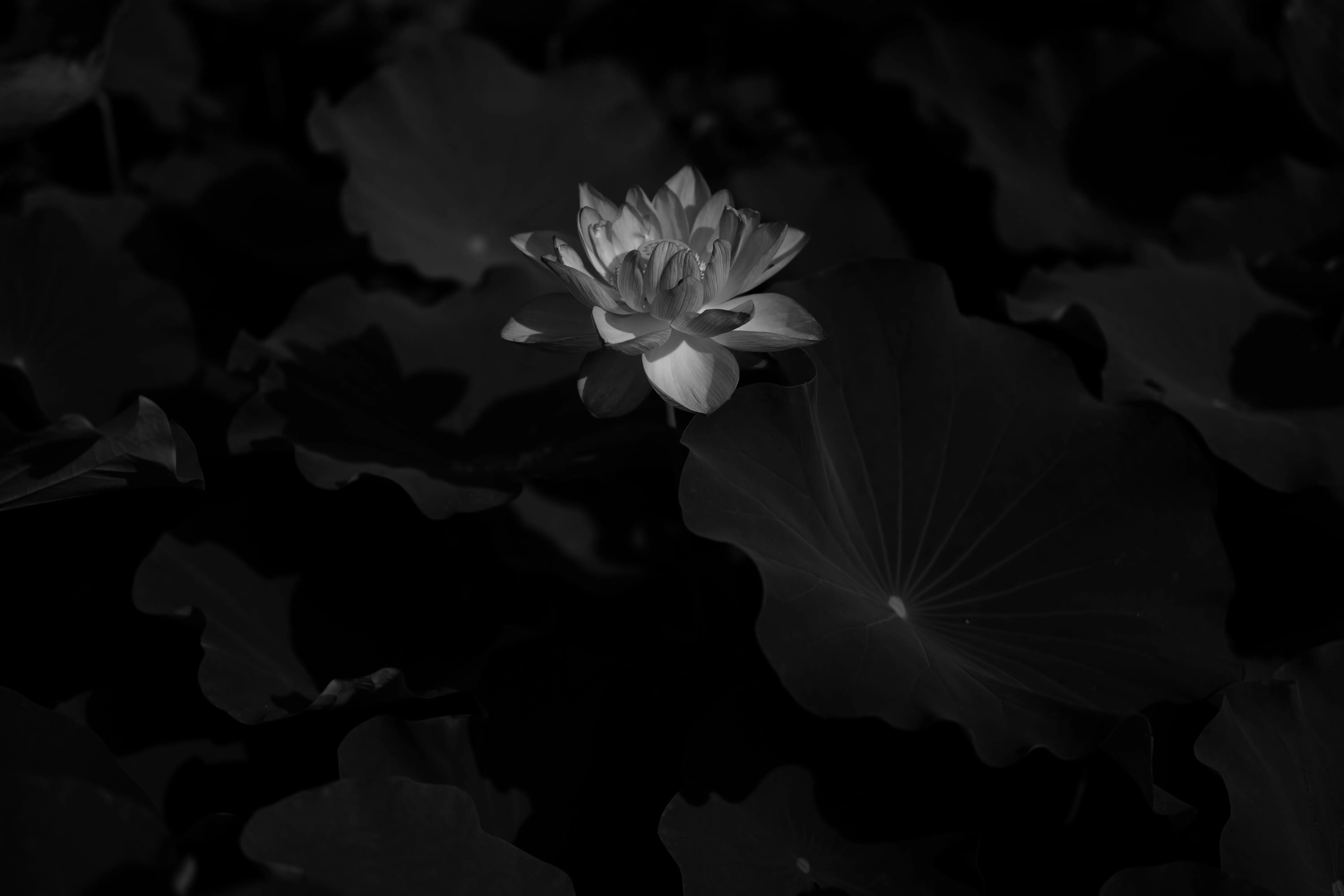 Wallpaper Grayscale Photo of a Flower, Background Free Image