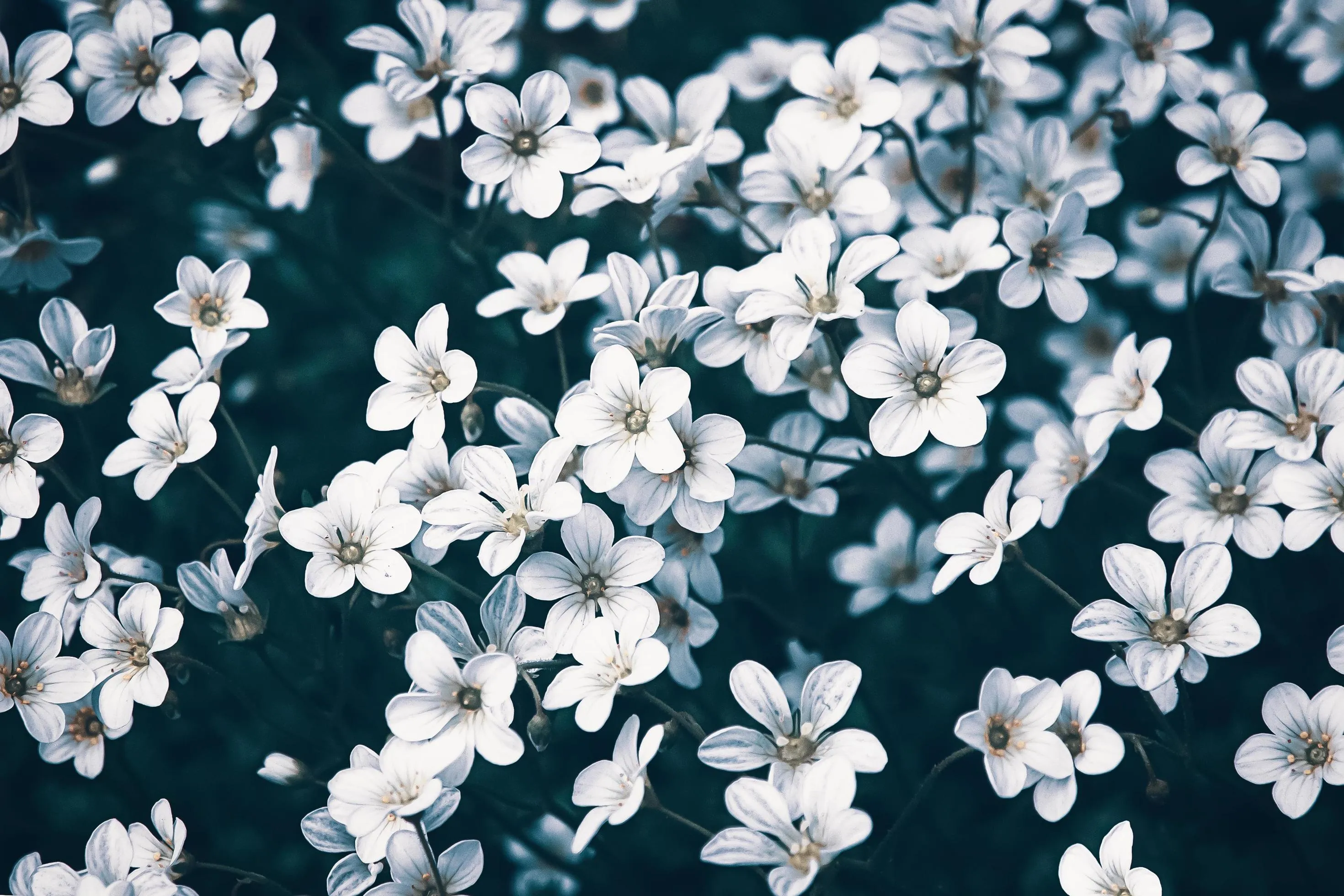 White flowers in moonlight in night garden, moody floral background