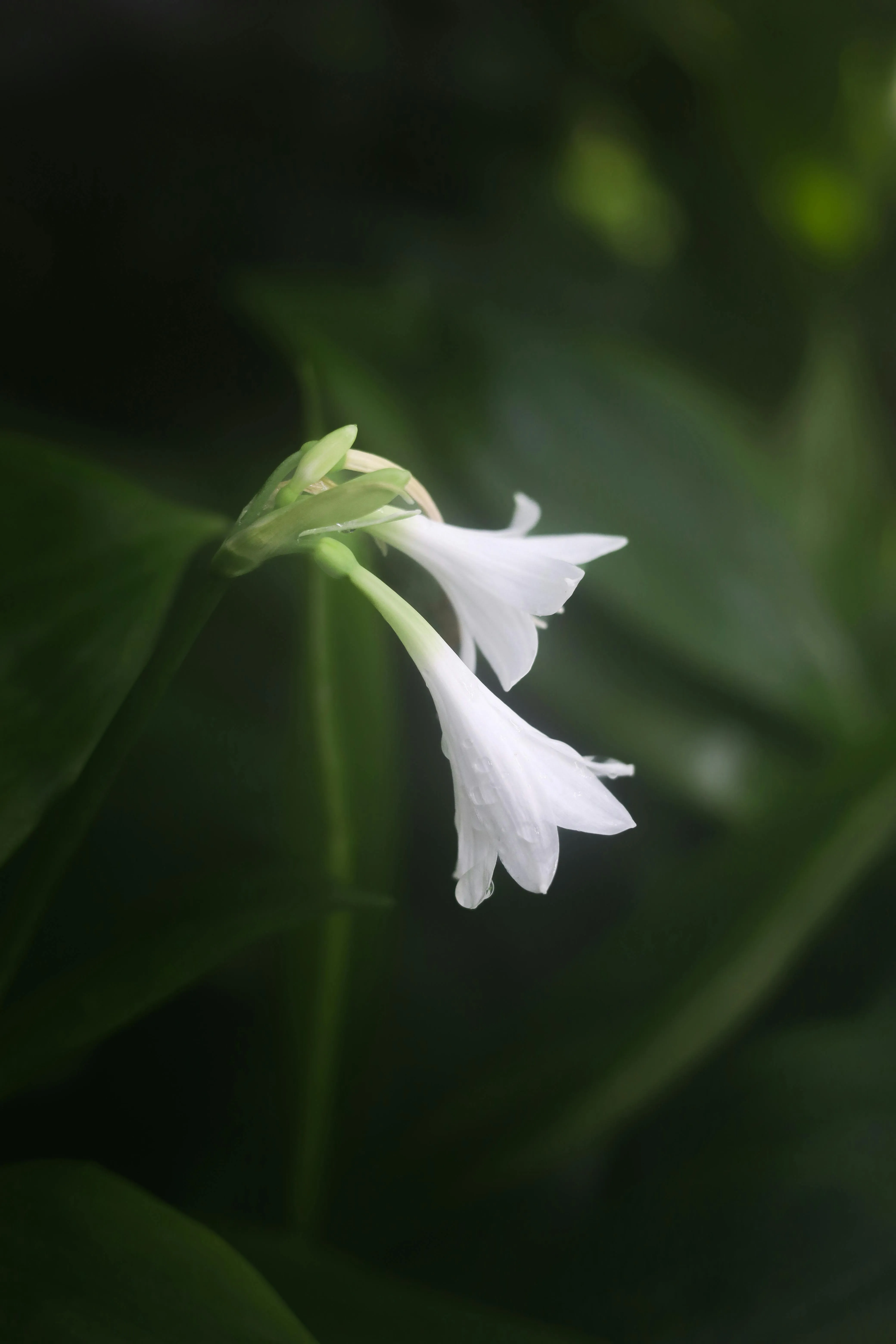 Elegant White Jasmine Flowers in Soft Focus · Free