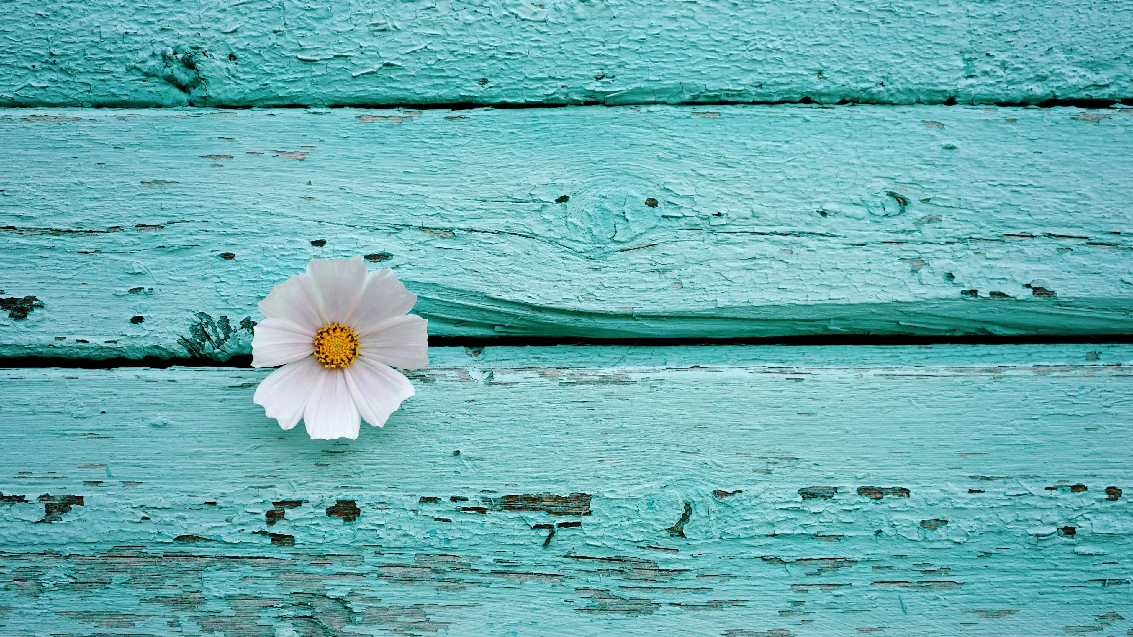 White flower Wallpaper 4K, Wooden background, Teal