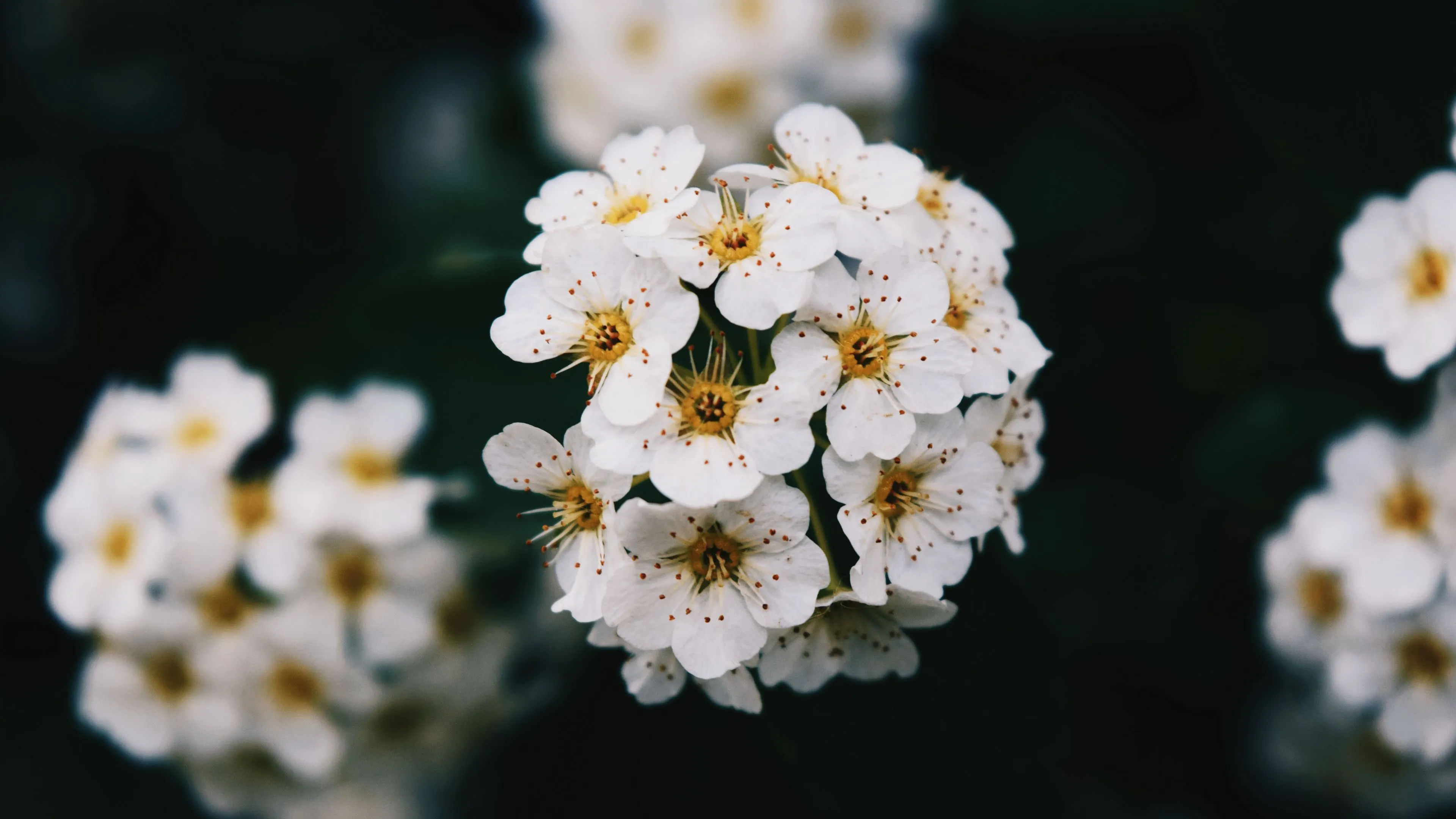 Download wallpaper 3840x2160 flowers, white, bloom, branch, spring 4k uhd 16:9 HD background