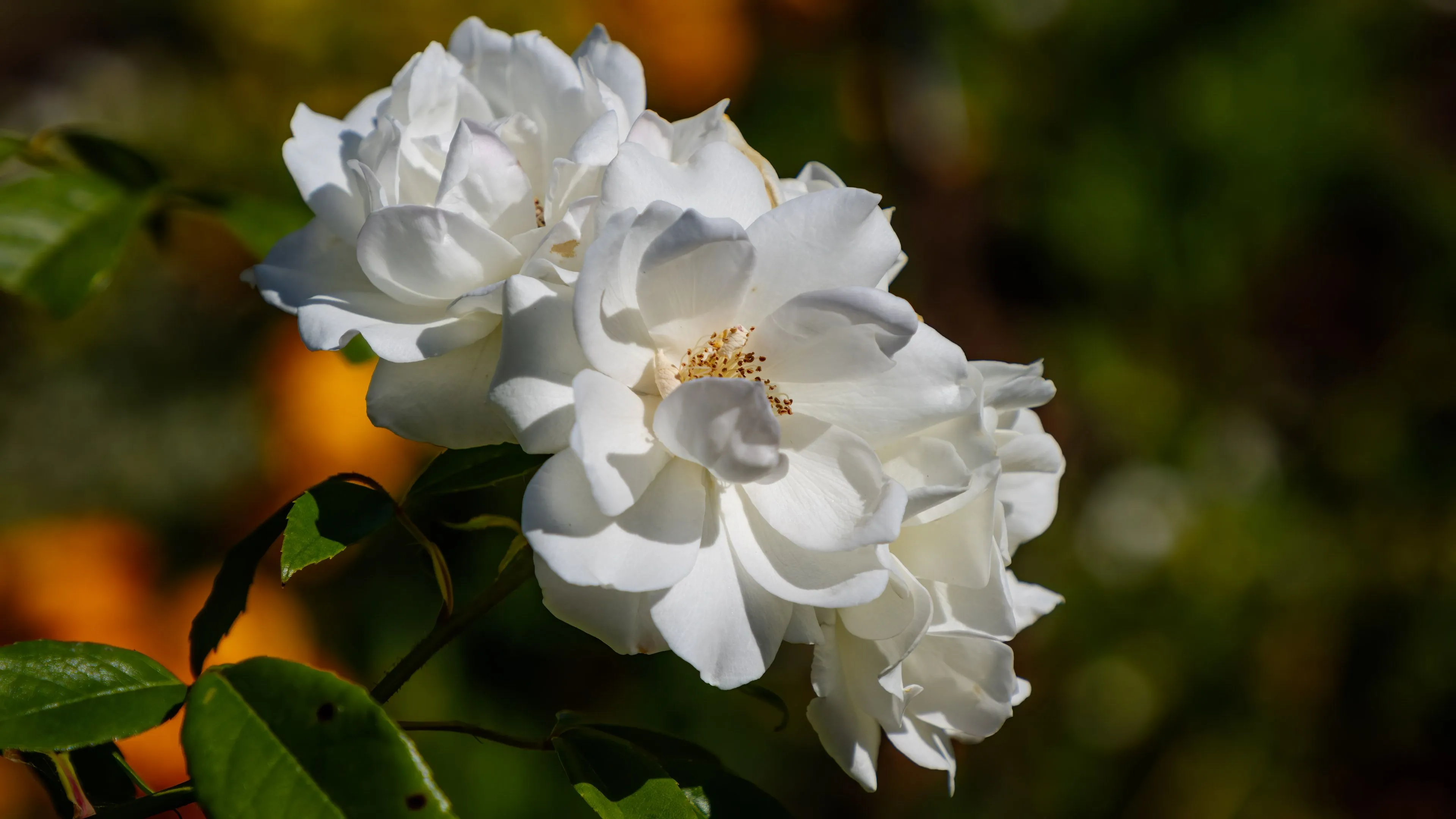 Exquisite 4K Flower Wallpaper: Free Downloads For All Devices