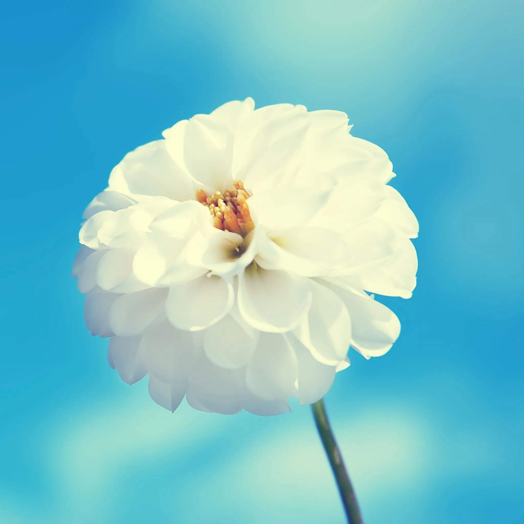 White Flower iPad Air Wallpaper Free Download