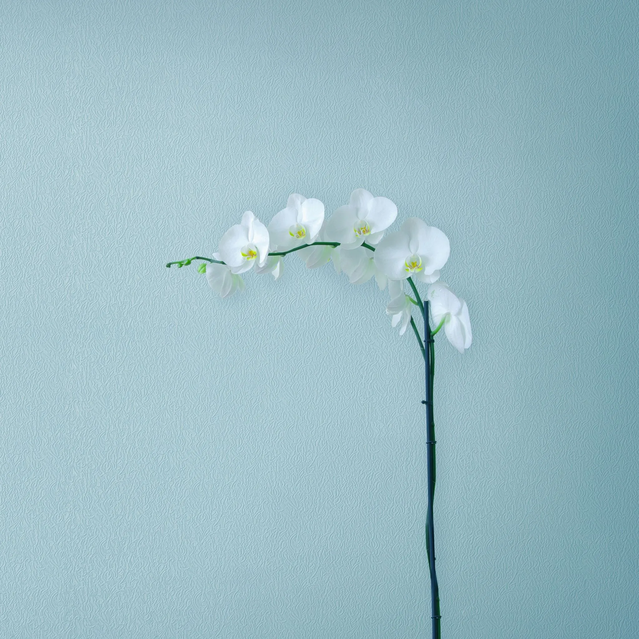 White Orchids Wallpaper 4K, Orchid flowers, Branch