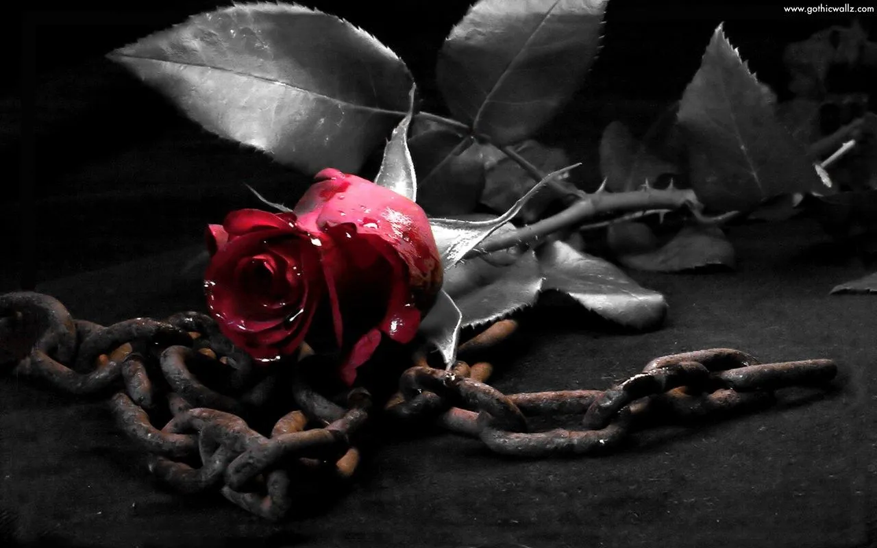Gothic Rose HQ Desktop Wallpaper 08821
