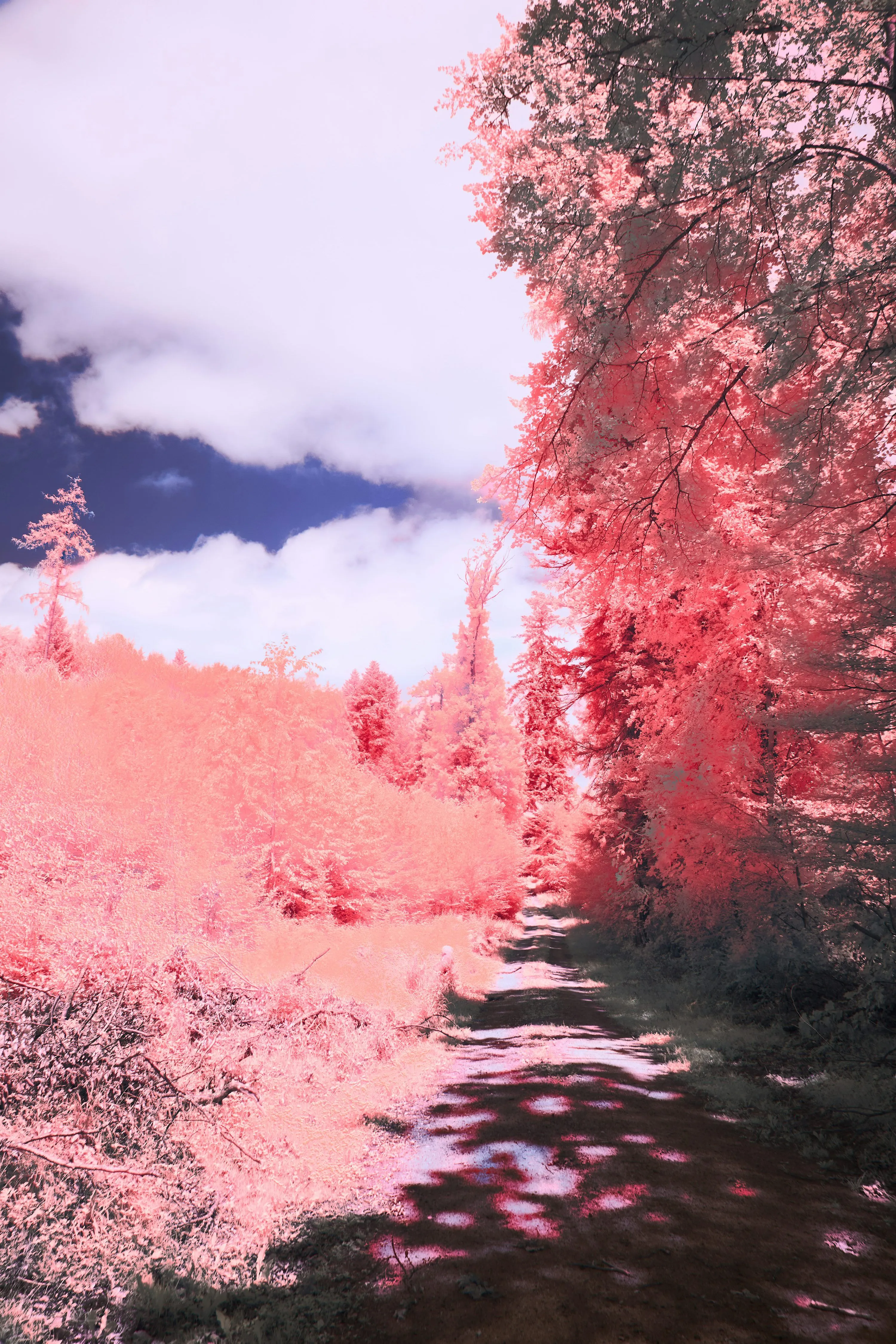 A pink forest path leads towards the sky. photo