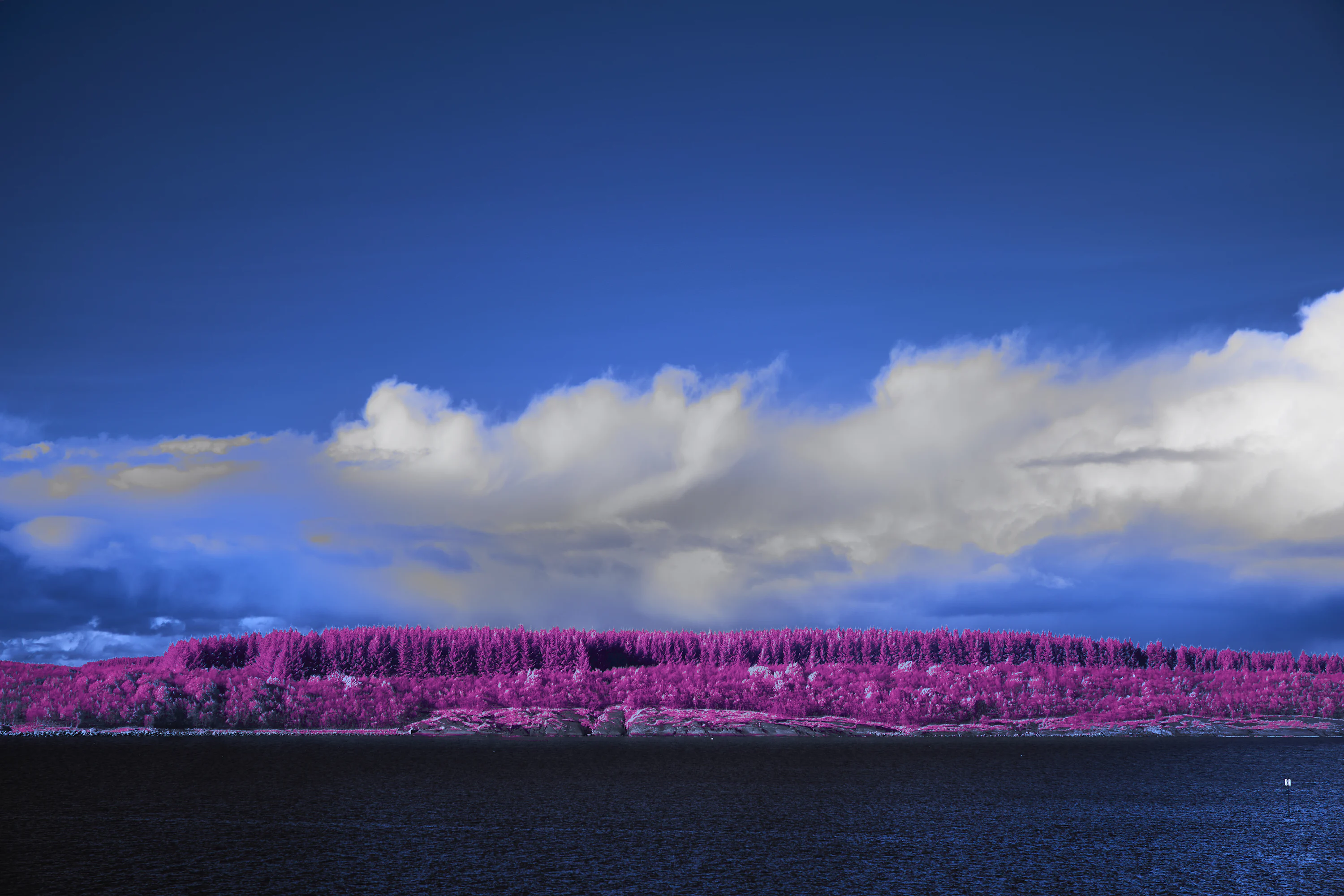 Pink trees and water under a bright blue sky. photo