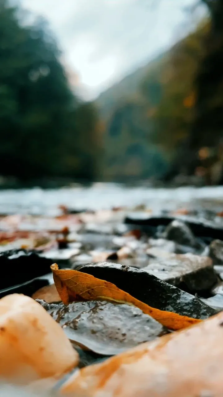 River, Forest, Mountains