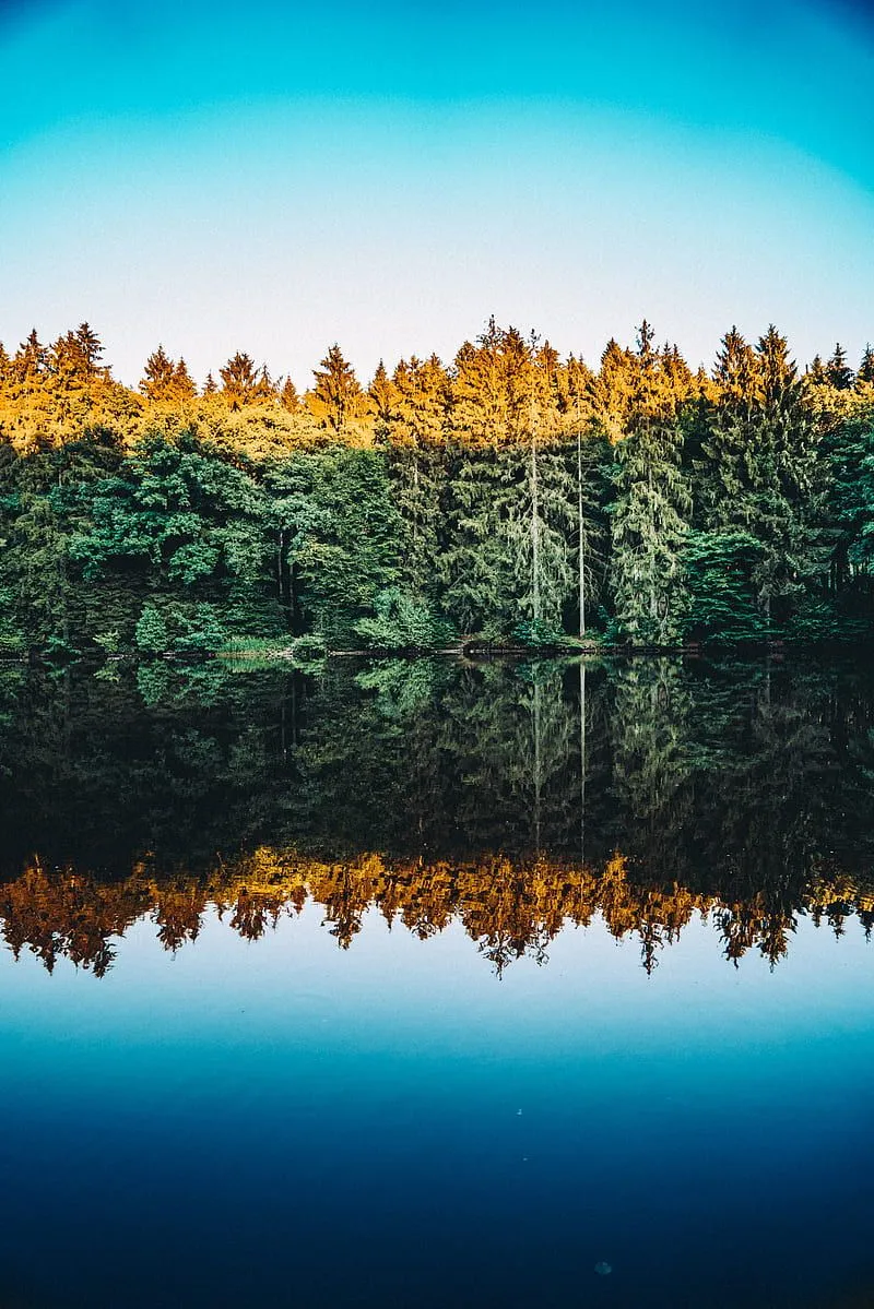 Nature, water, trees, lake, calm waters, reflection, clear sky, forest, symmetry, HD phone wallpaper