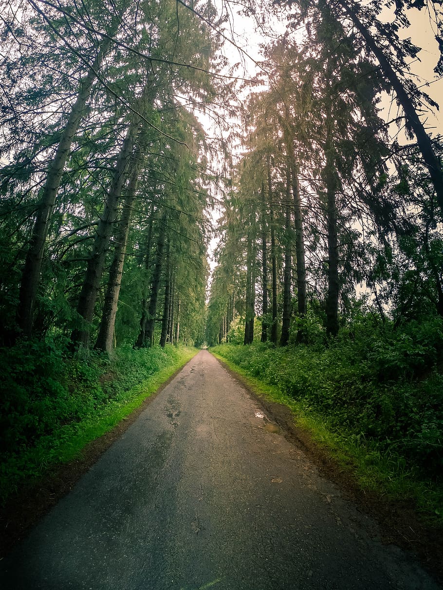 forest, vertical, landscape, nature, trees, green, wood, lockscreen wallpaper