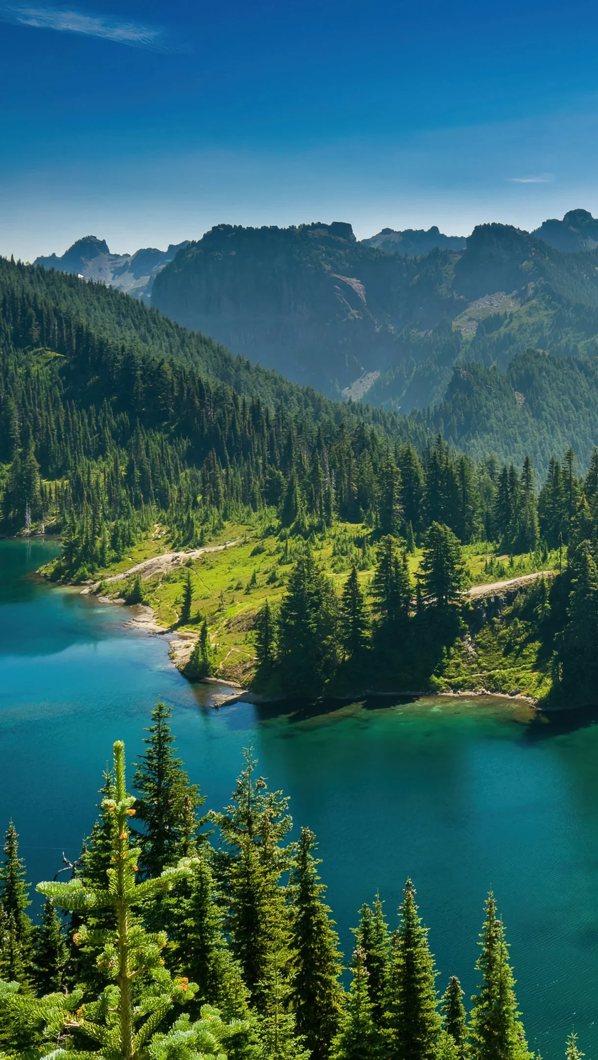 Forest next to lake Wallpaper 4K for iPhone and Mobile Phone
