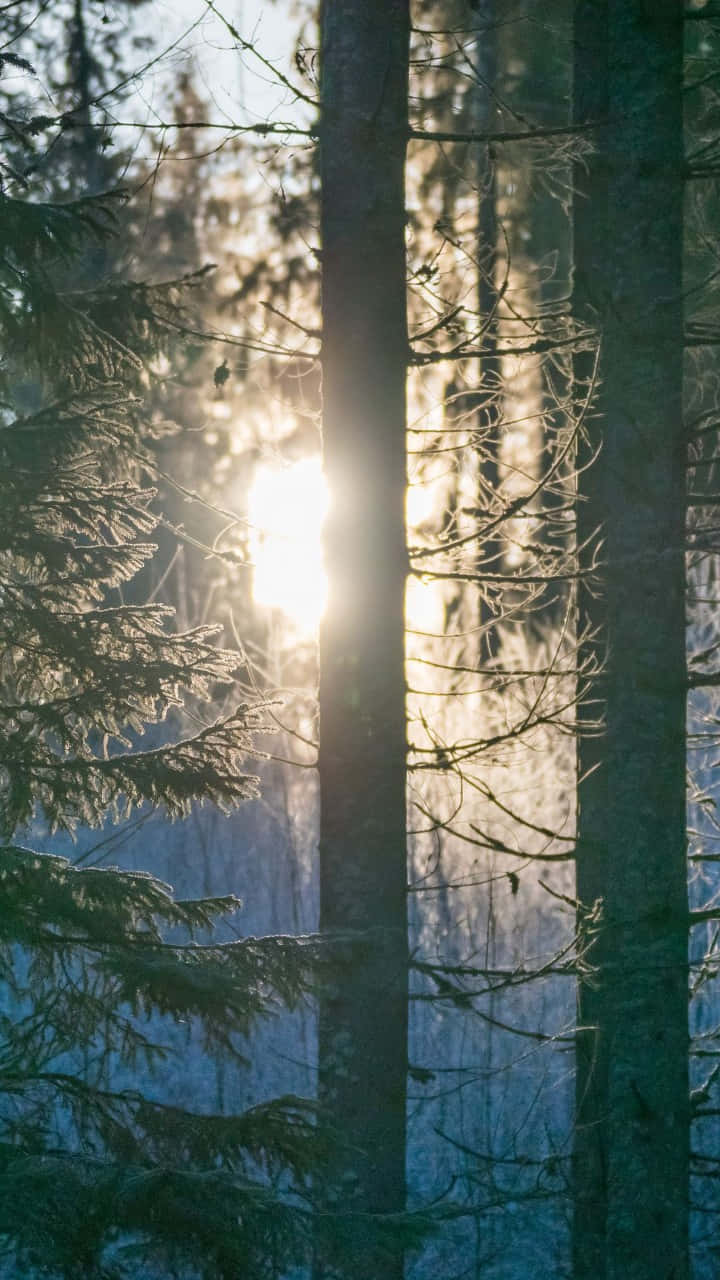 Download Connecting with Nature in Vertical Form Wallpaper