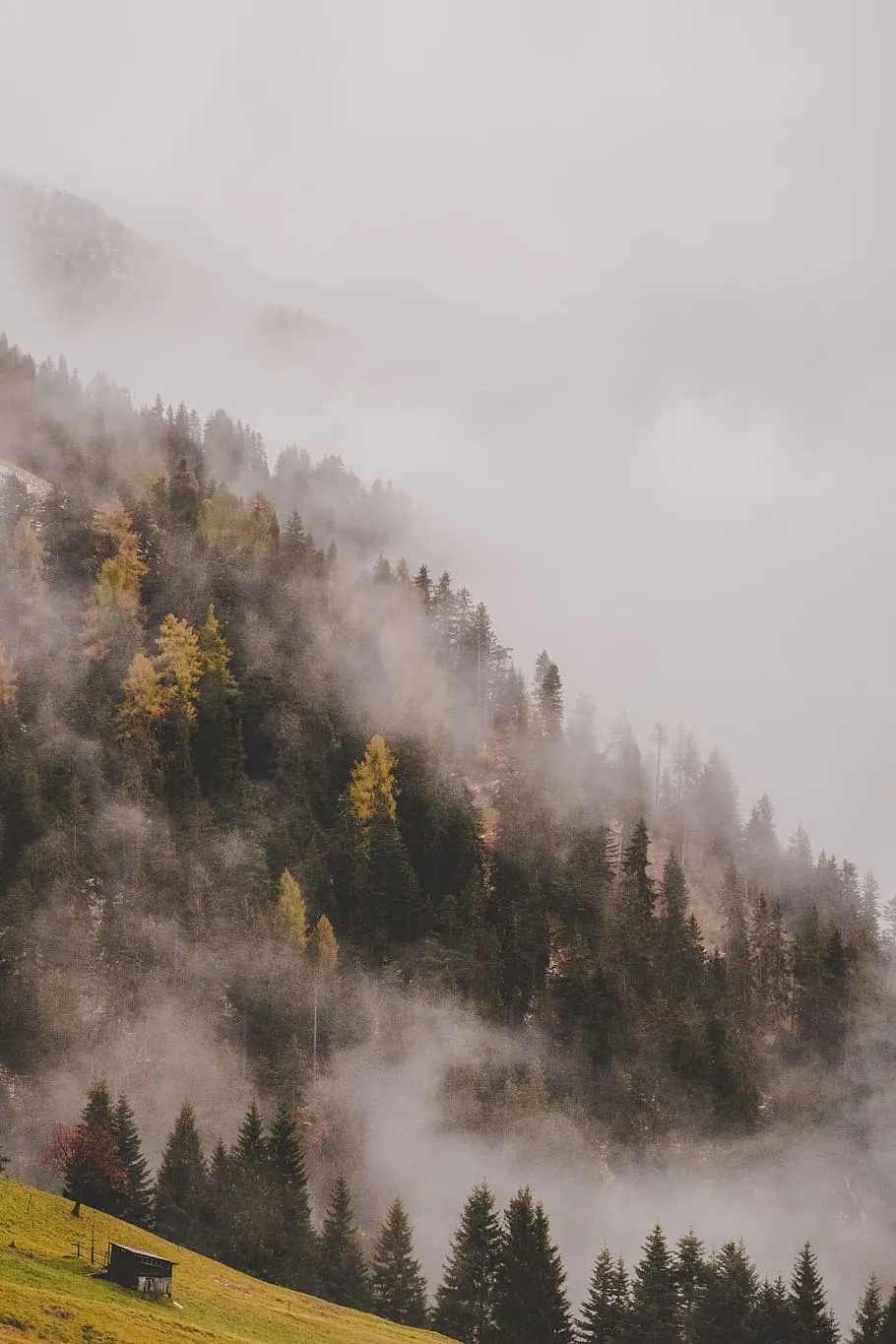 forest, covered, smoke, wallpaper, autumn wallpaper, vertical wallpaper, trees wallpaper, nature wallpaper