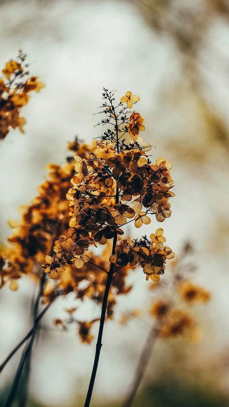 HD Wallpaper: Vertical, Portrait Display, Plant, Nature, Close Up, Focus On Foreground
