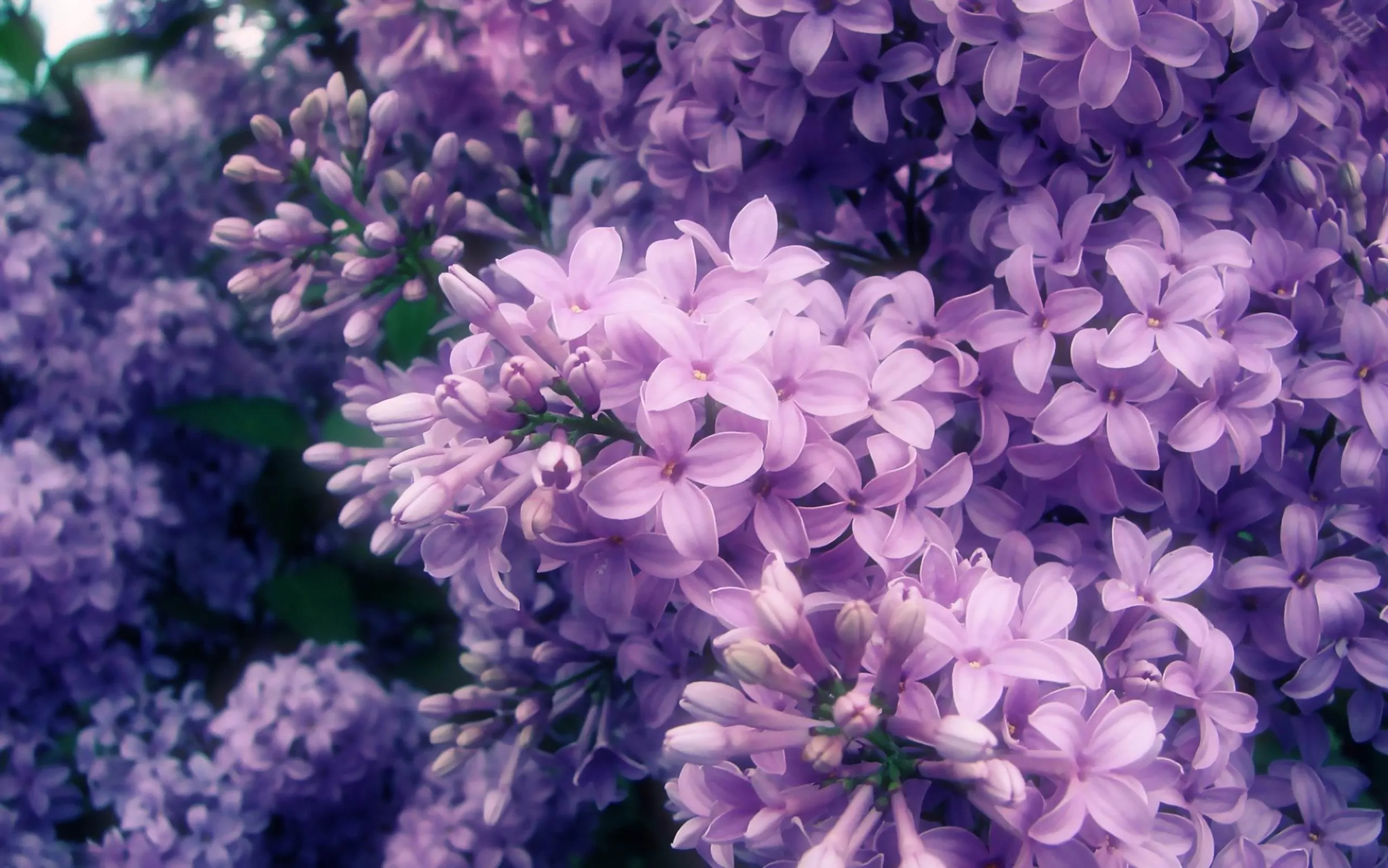Lilac Flowers Desktop Wallpaper