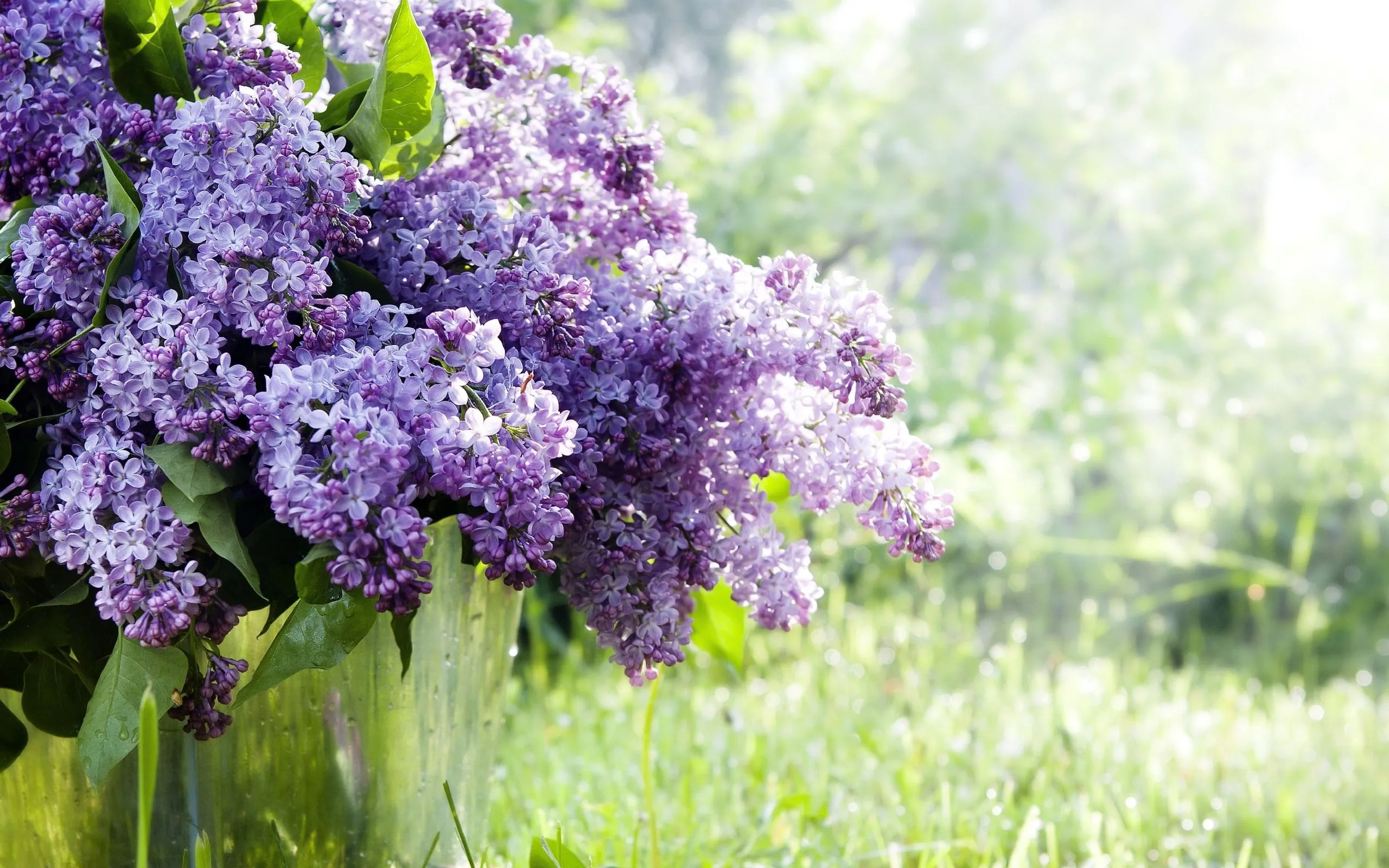 lilac, grass, twigs Wallpaper, HD Nature 4K Wallpaper, Image and Background
