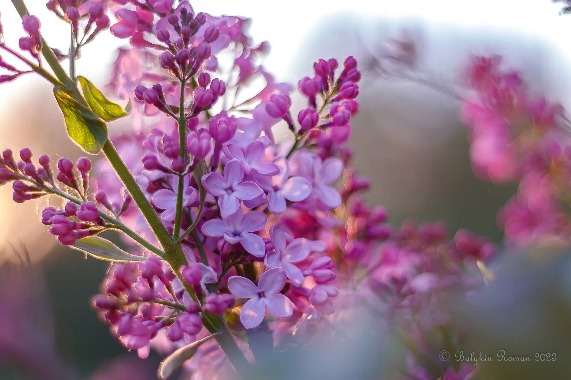 Serene Lilac Blossoms in Nature